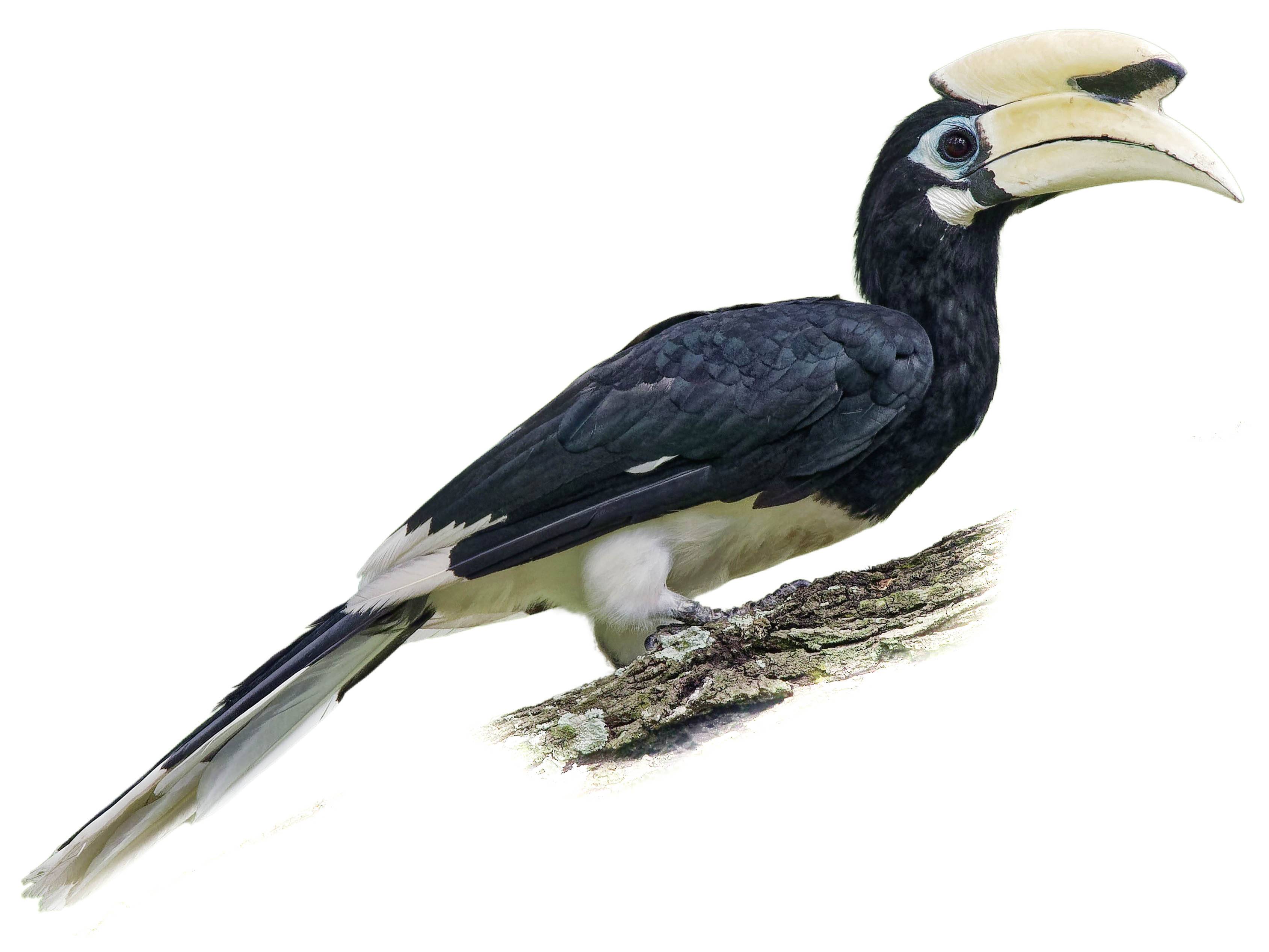 A photo of a Oriental Pied Hornbill (Anthracoceros albirostris), male