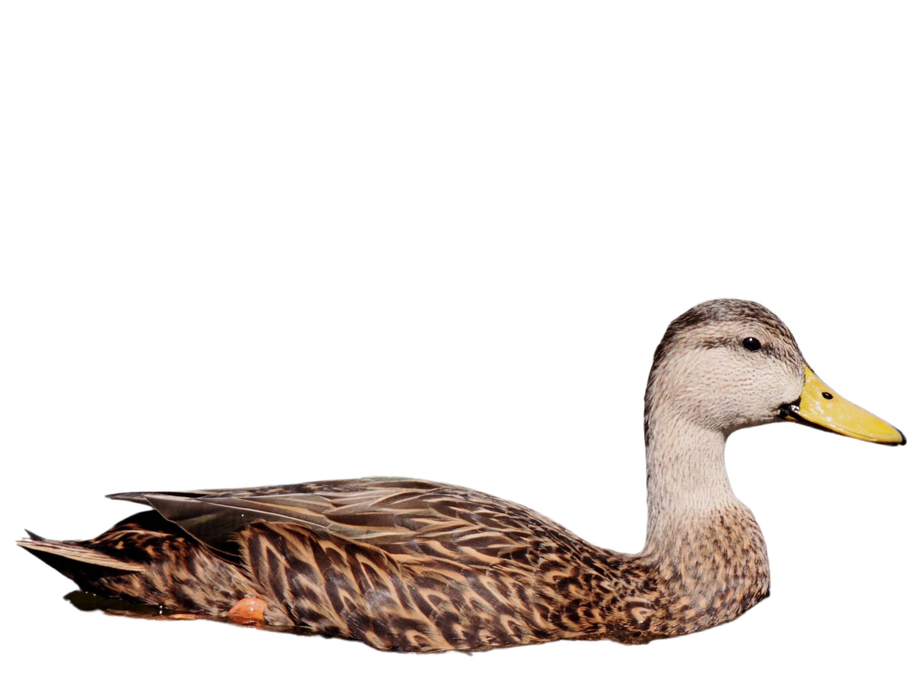 A photo of a Mottled Duck (Anas fulvigula), male