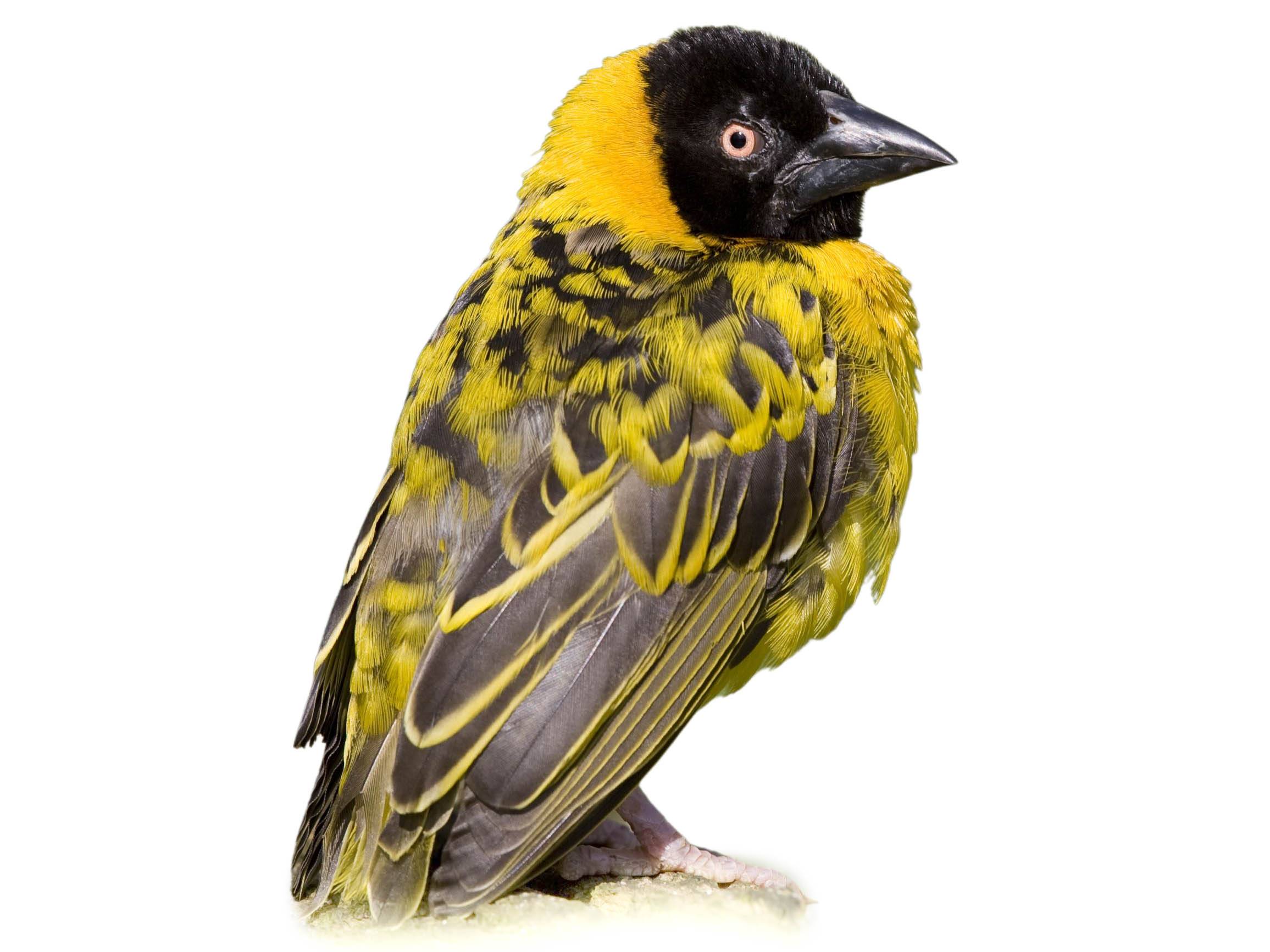 A photo of a Village Weaver (Ploceus cucullatus), male