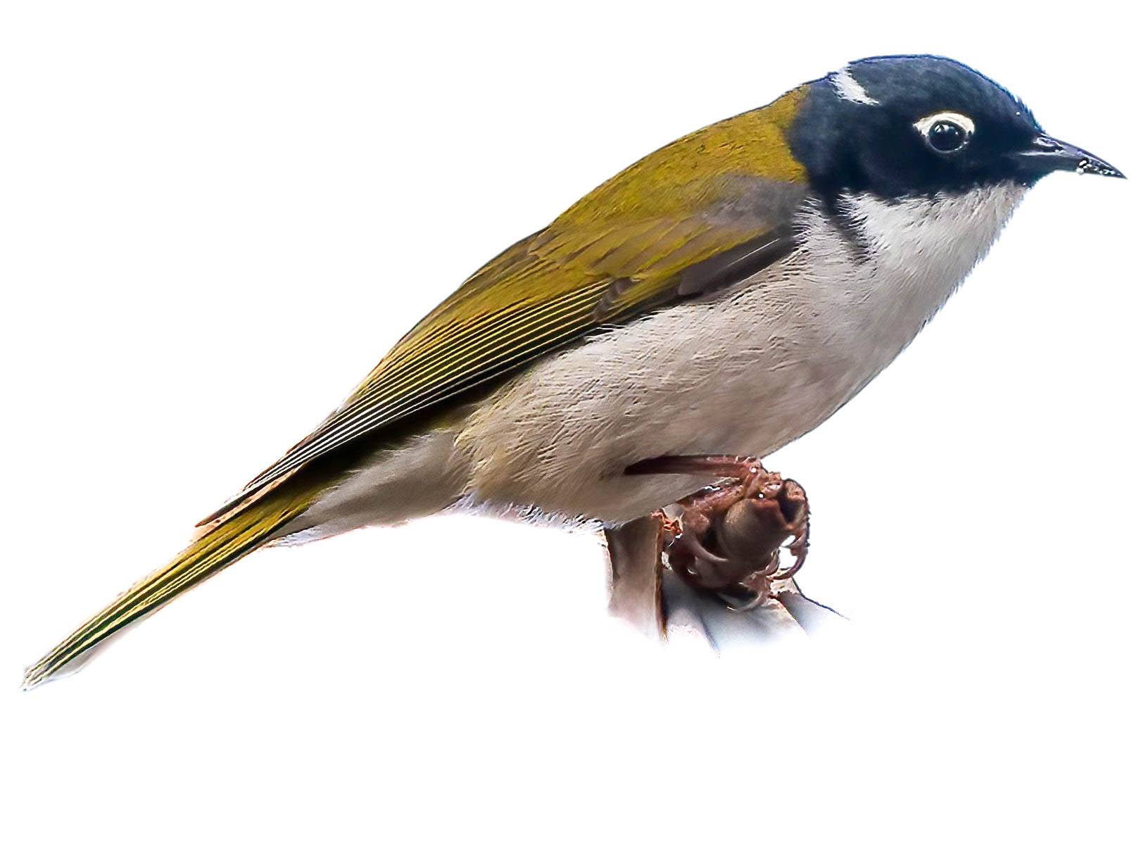 A photo of a Gilbert's Honeyeater (Melithreptus chloropsis)