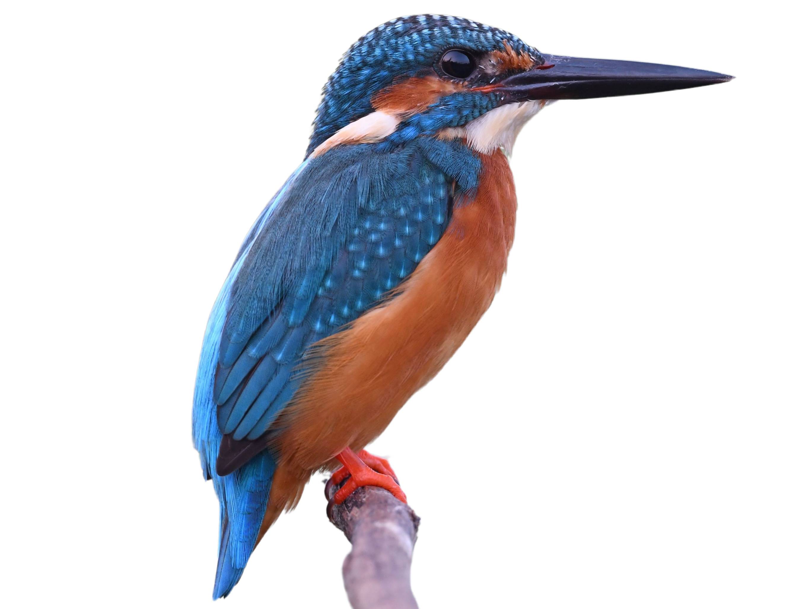 Kingfisher popular