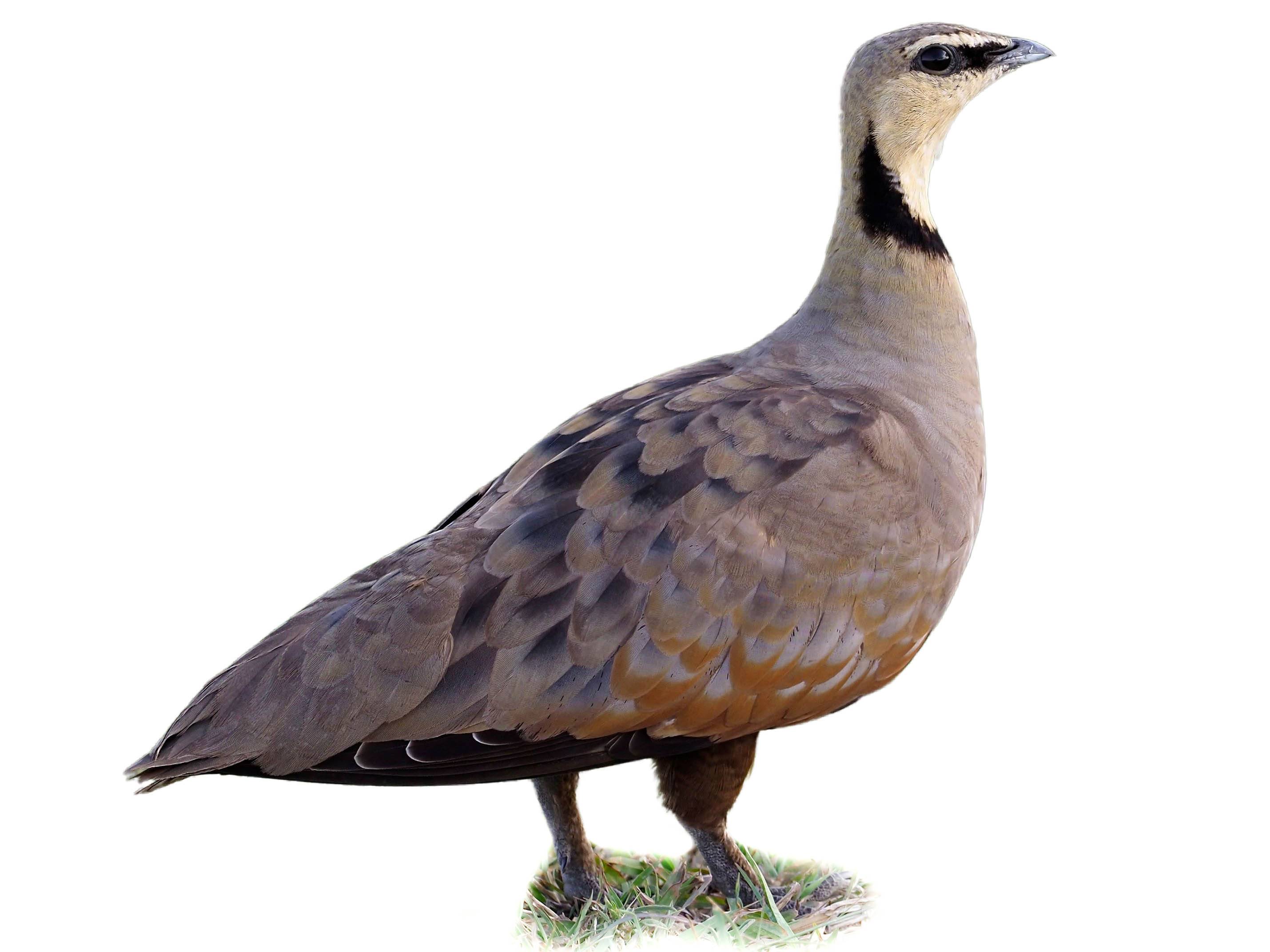 A photo of a Yellow-throated Sandgrouse (Pterocles gutturalis), male