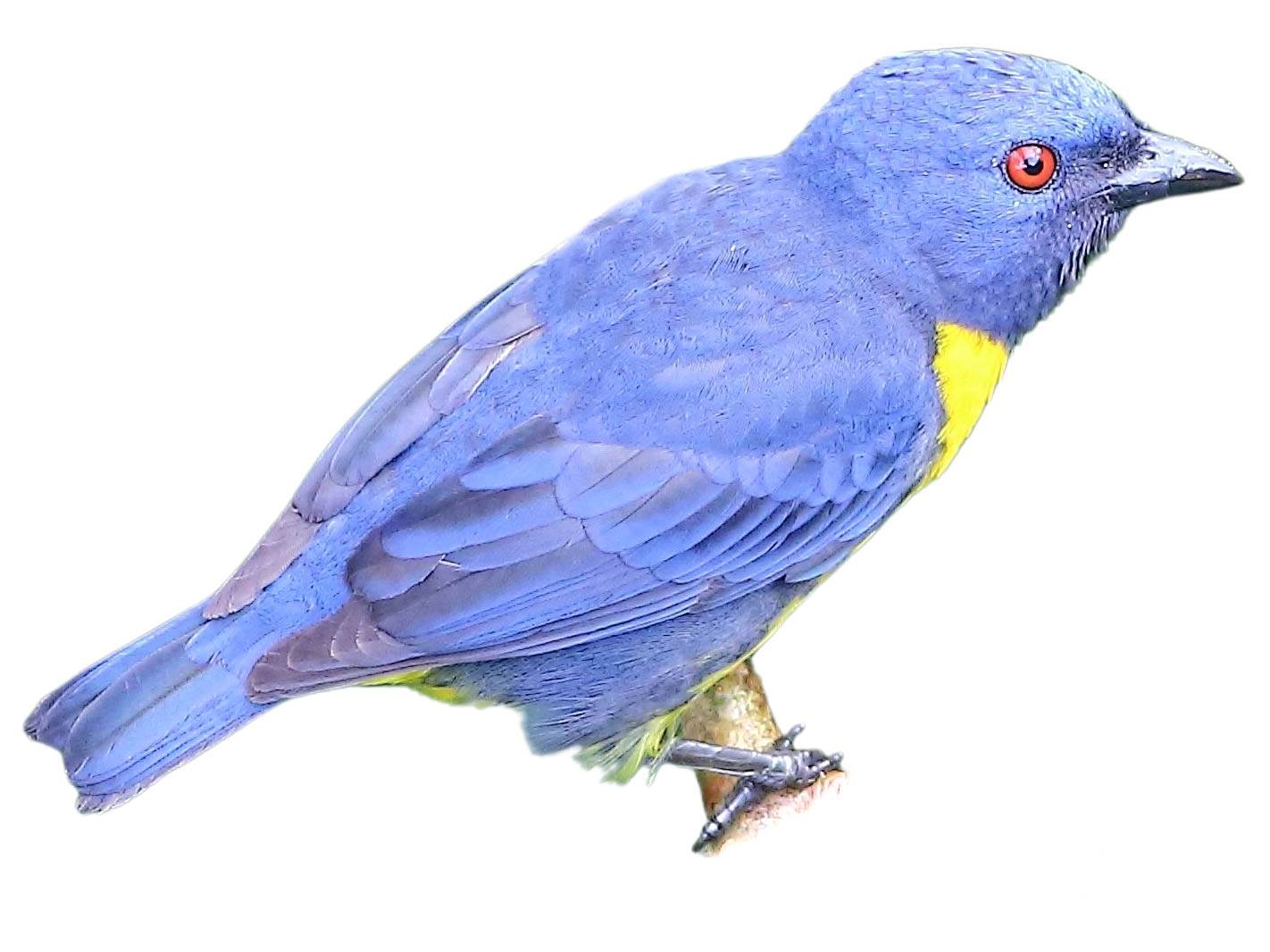 A photo of a Blue-and-gold Tanager (Bangsia arcaei)