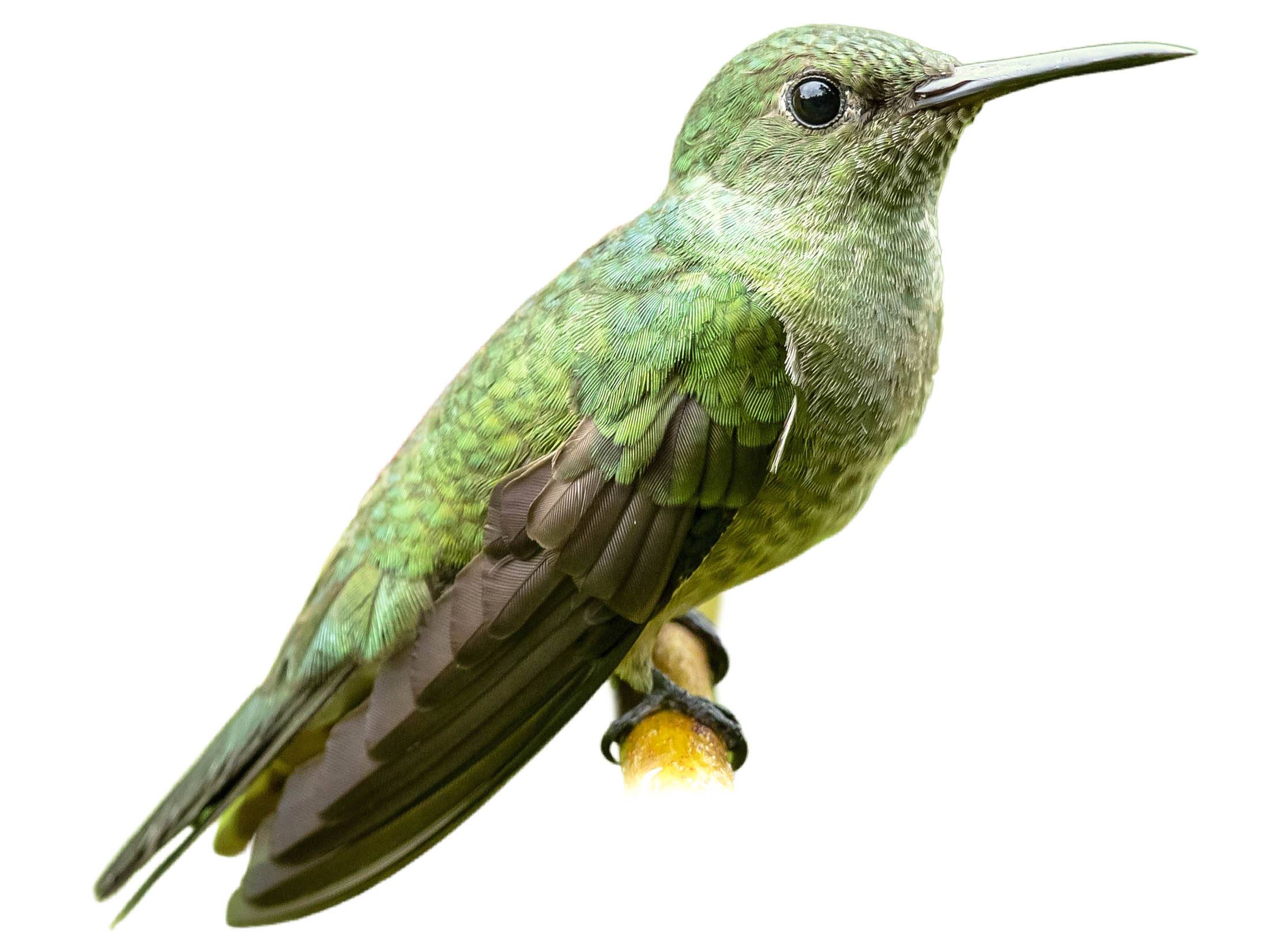 A photo of a Scaly-breasted Hummingbird (Phaeochroa cuvierii)