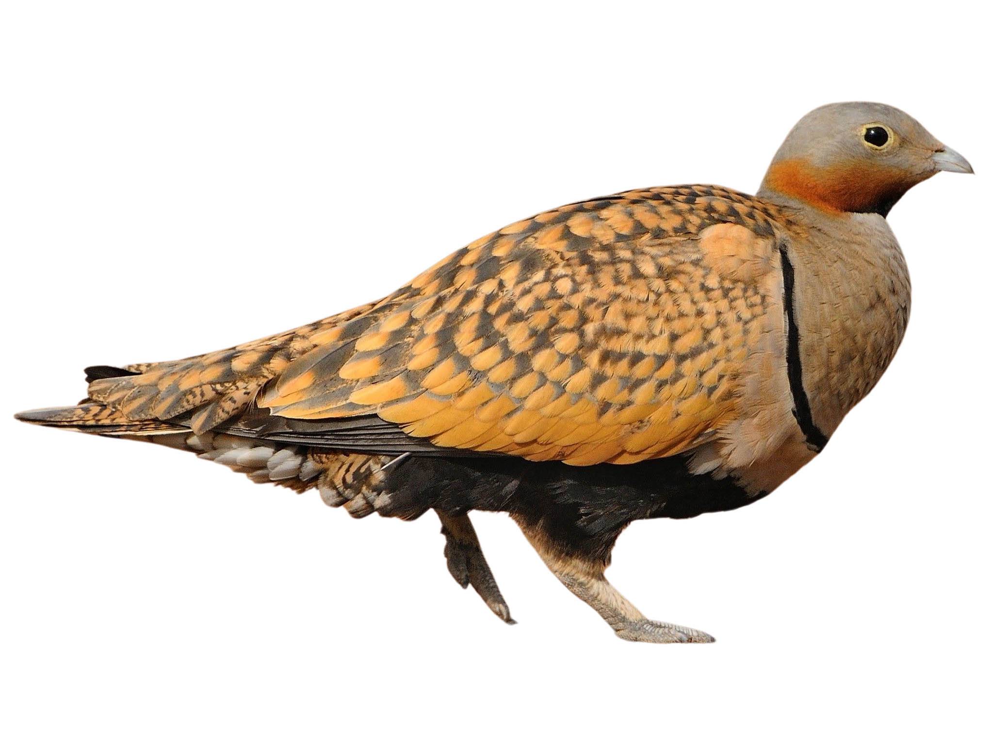 A photo of a Black-bellied Sandgrouse (Pterocles orientalis), male