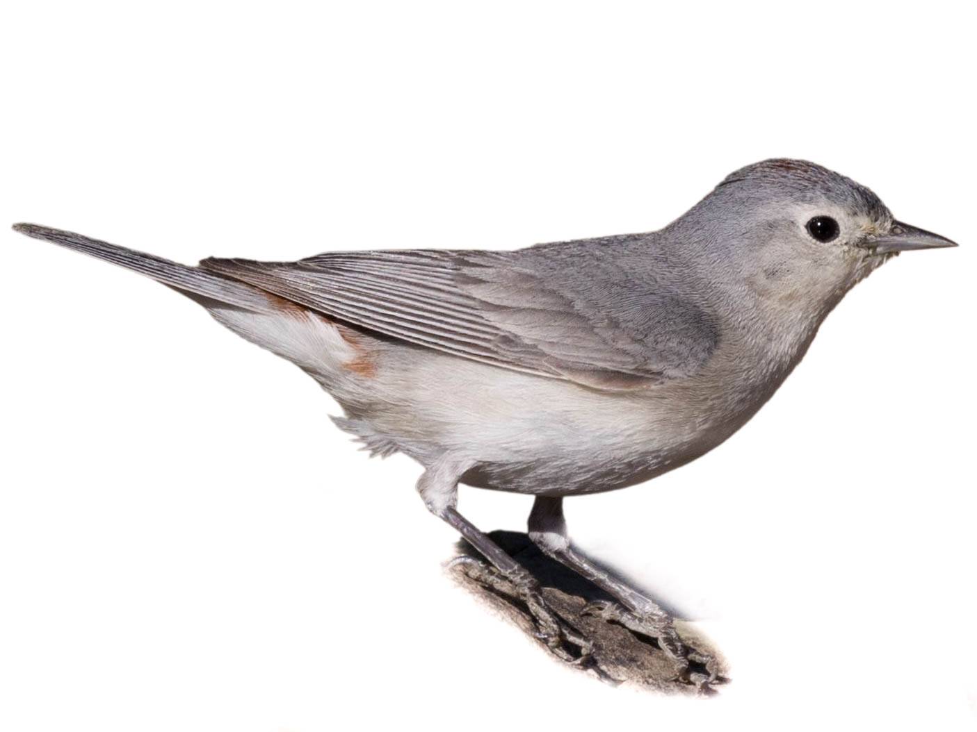 A photo of a Lucy's Warbler (Leiothlypis luciae), female