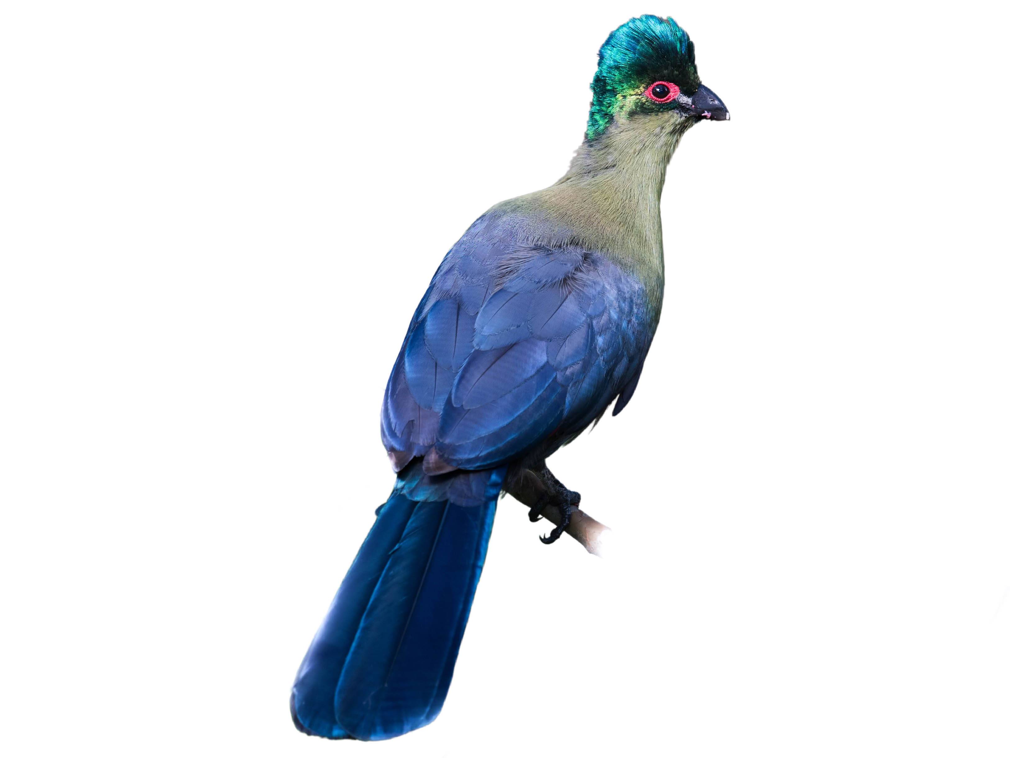 A photo of a Purple-crested Turaco (Gallirex porphyreolophus)