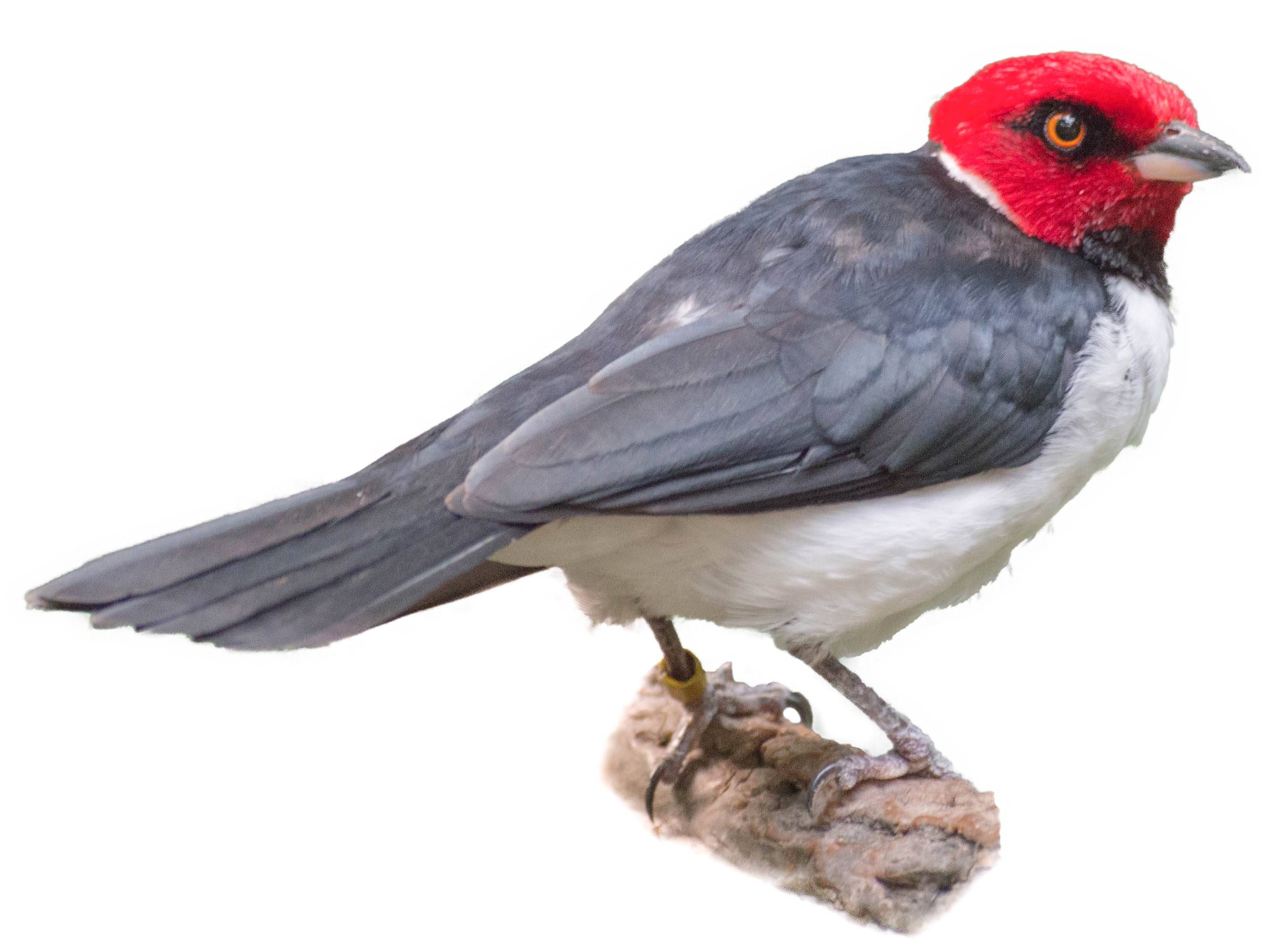 A photo of a Red-capped Cardinal (Paroaria gularis)