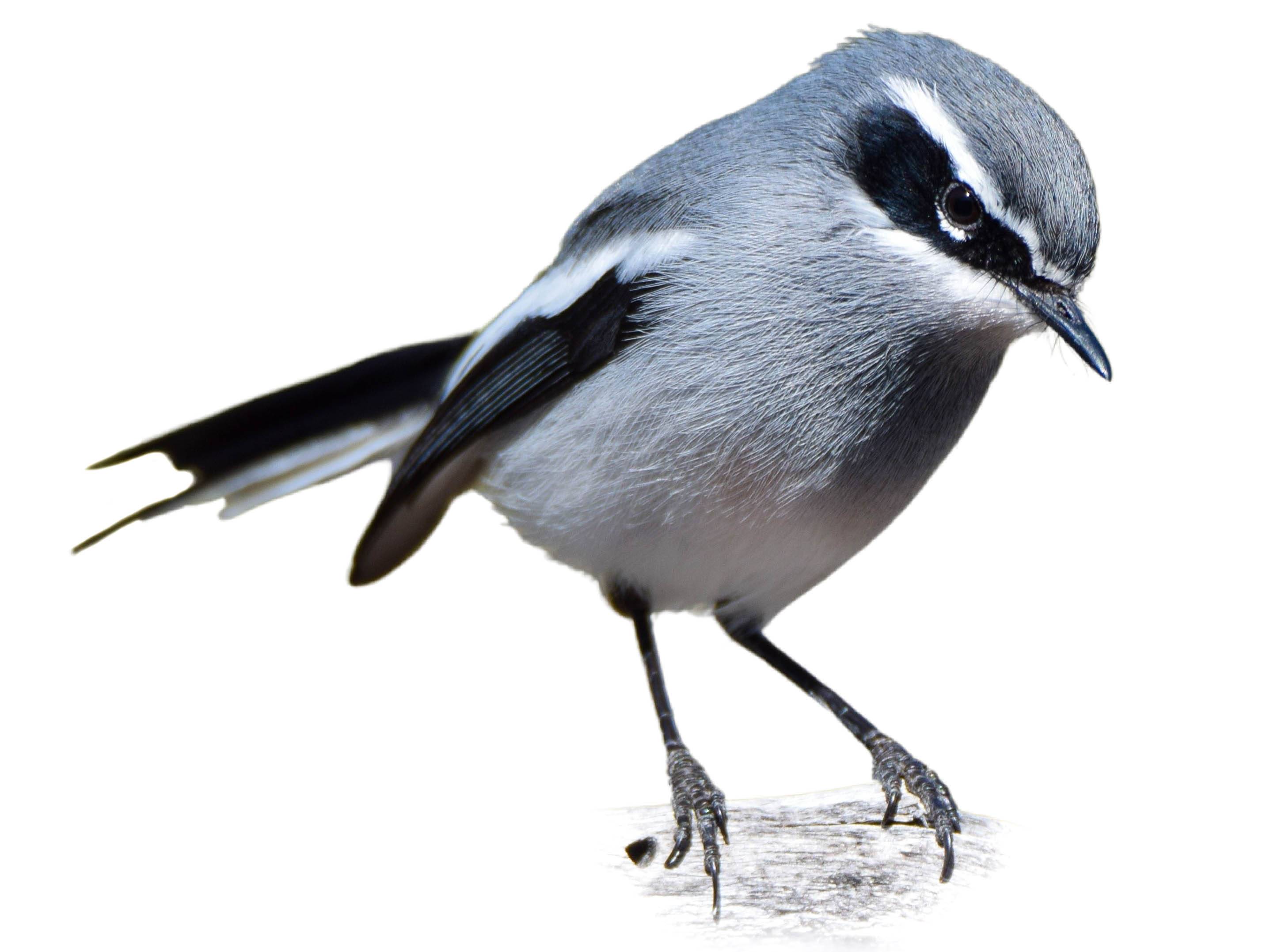 A photo of a Fairy Flycatcher (Stenostira scita)