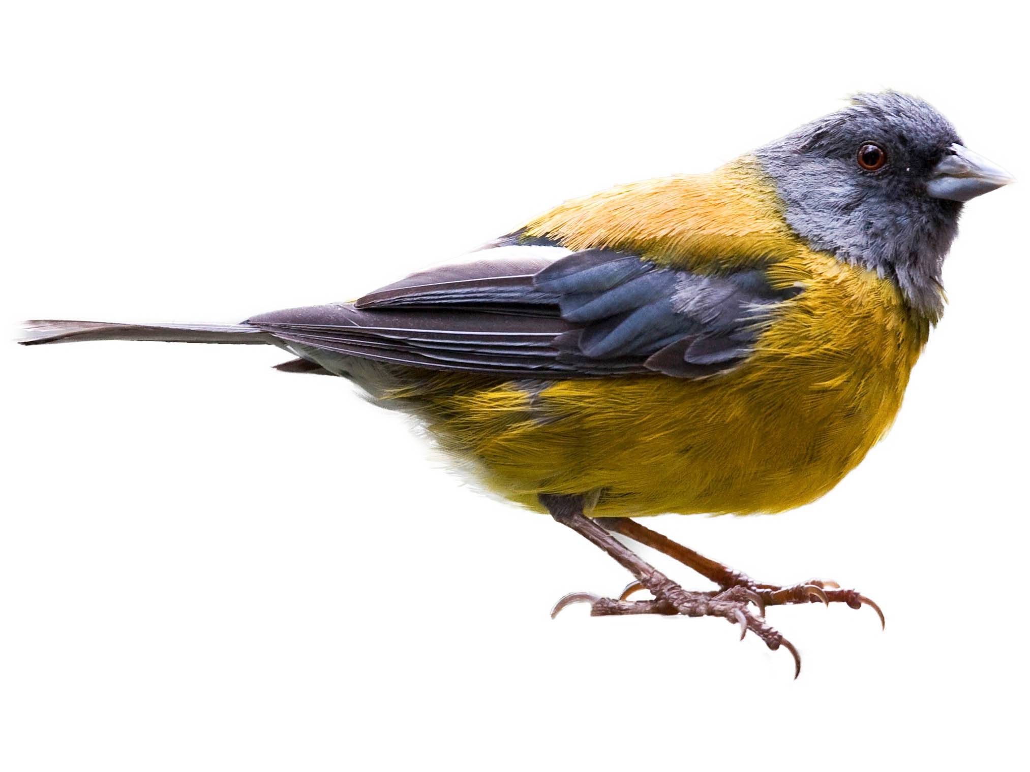 A photo of a Grey-hooded Sierra Finch (Phrygilus gayi), male