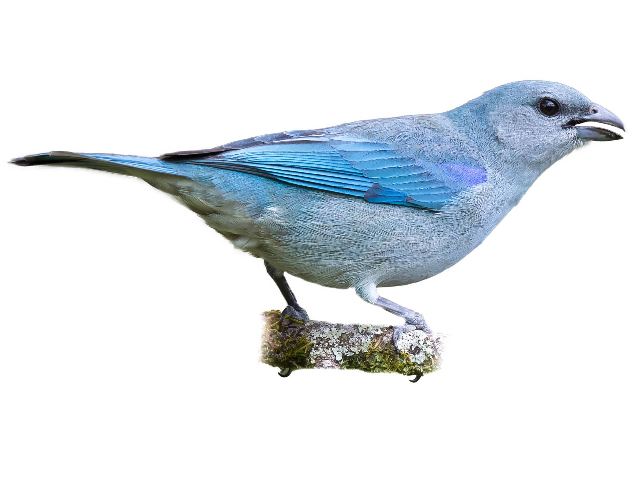 A photo of a Azure-shouldered Tanager (Thraupis cyanoptera)