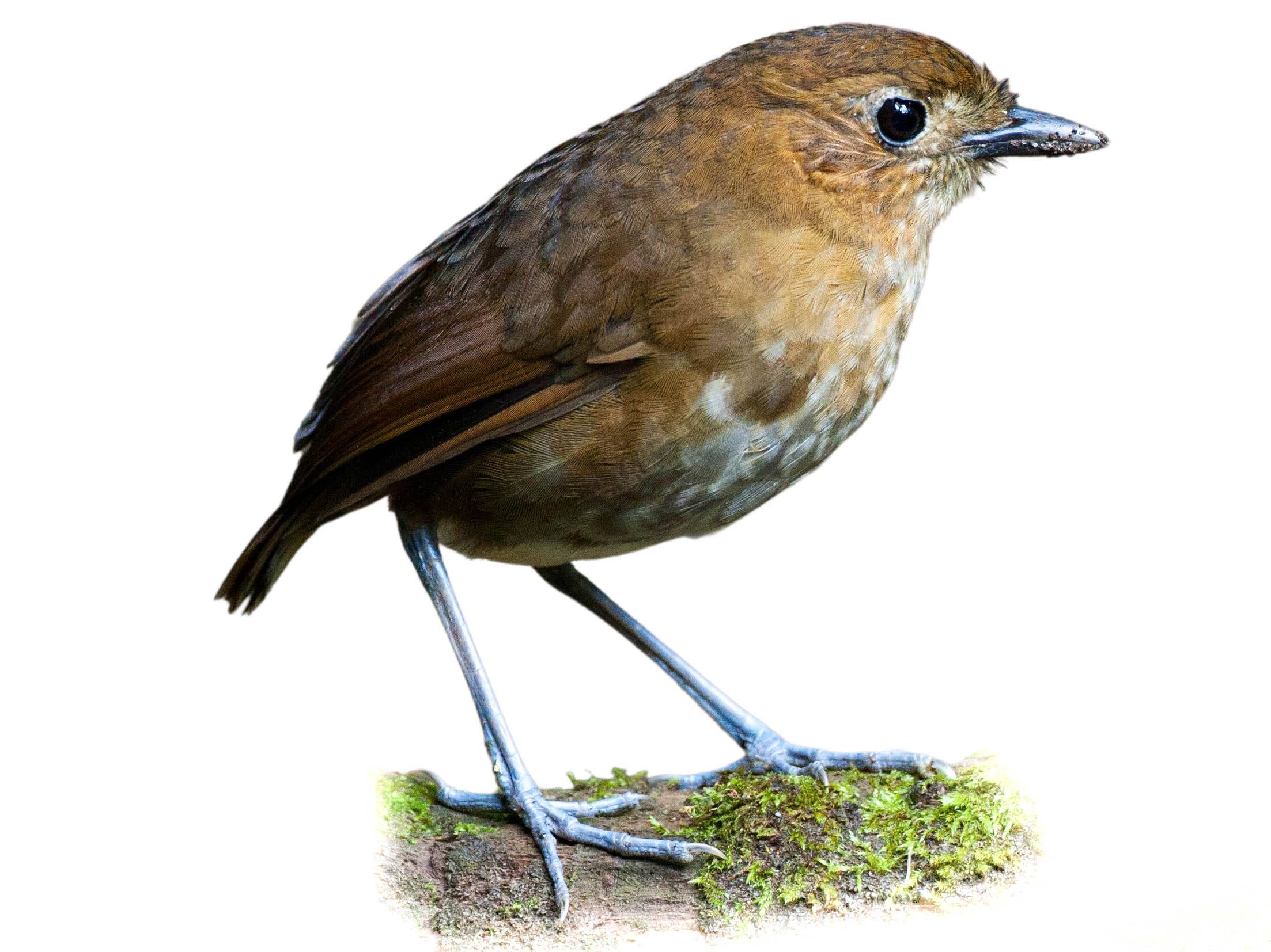 A photo of a Brown-banded Antpitta (Grallaria milleri)