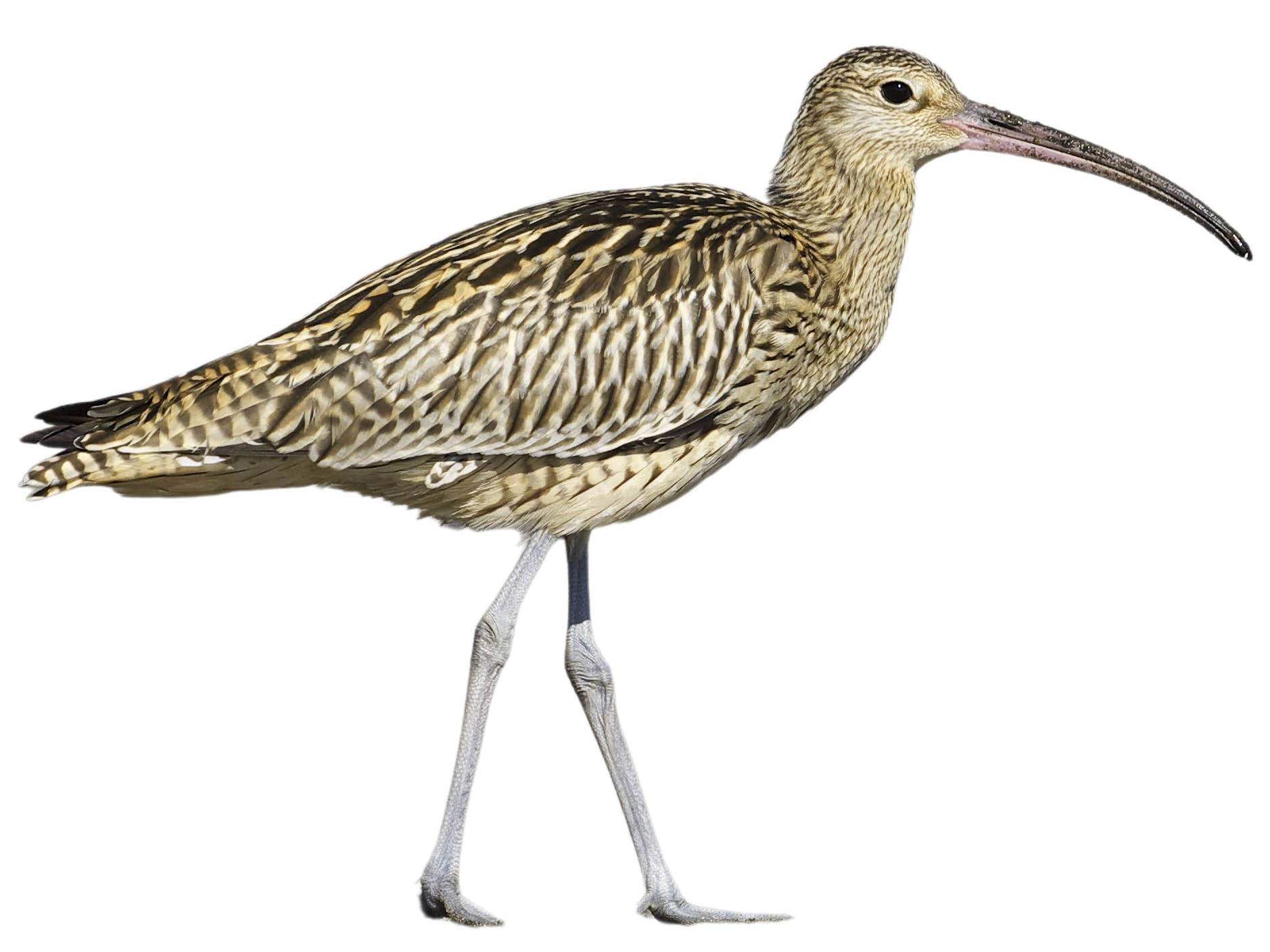 A photo of a Far Eastern Curlew (Numenius madagascariensis)