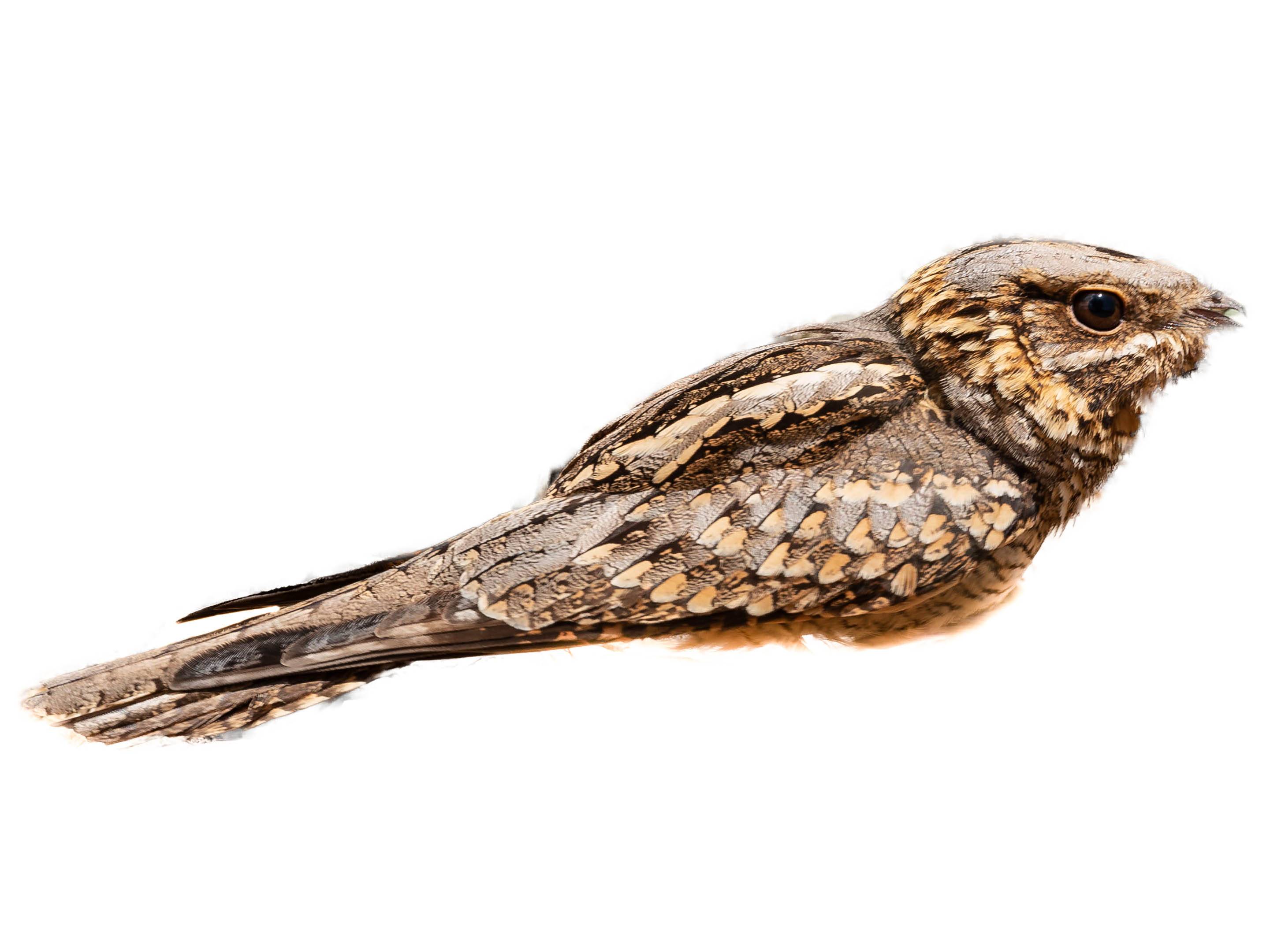 A photo of a Red-necked Nightjar (Caprimulgus ruficollis)