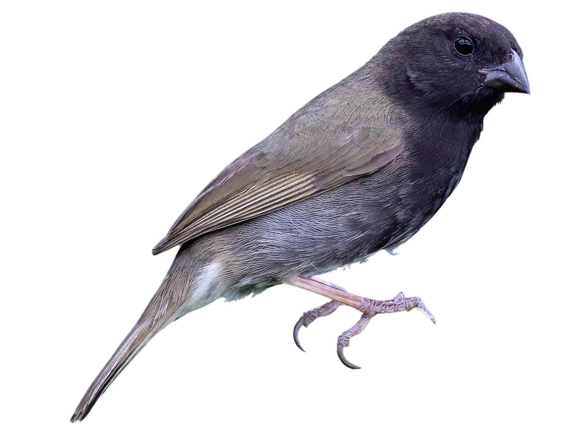 A photo of a Black-faced Grassquit (Melanospiza bicolor), male