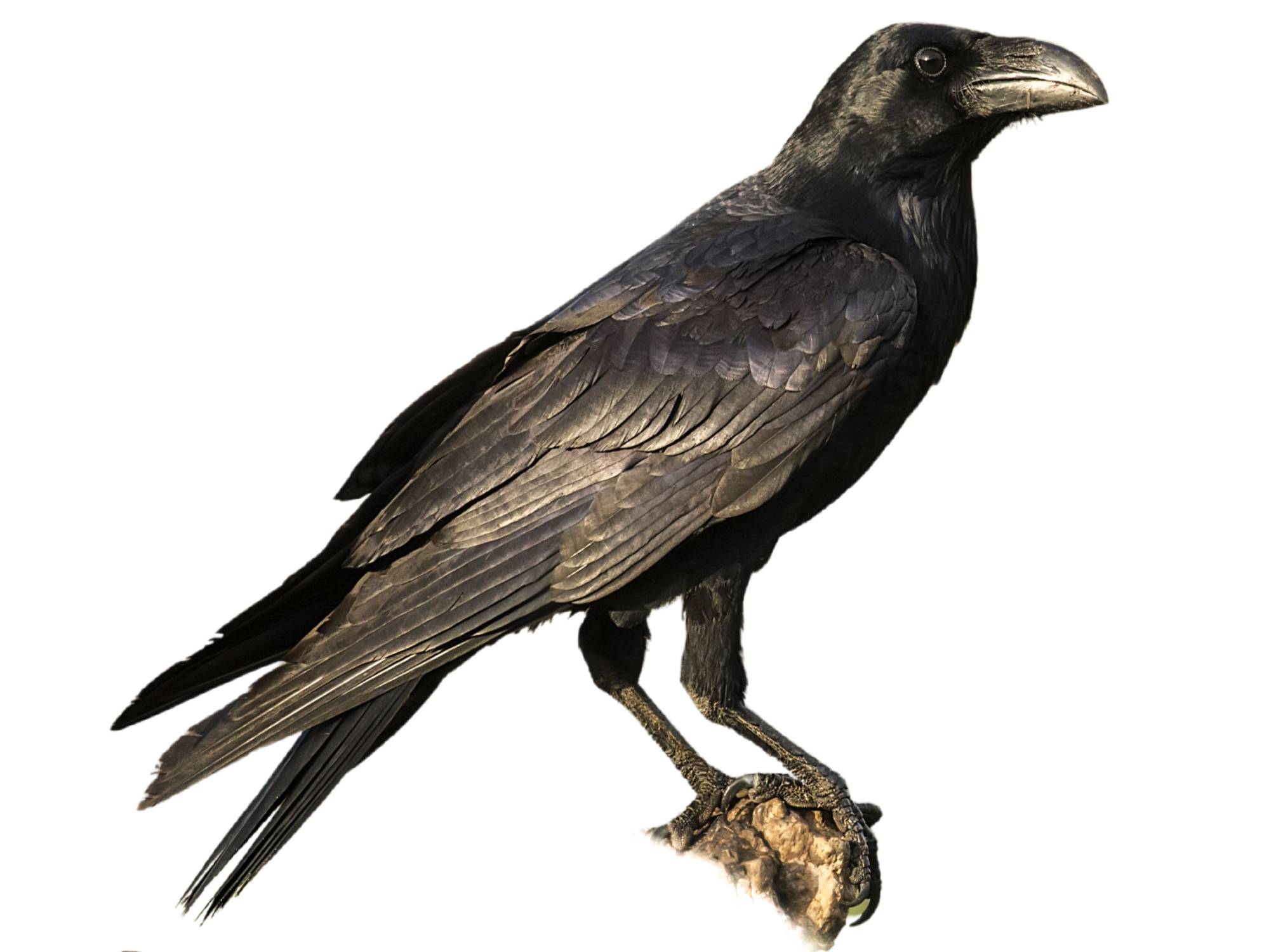 A photo of a Northern Raven (Corvus corax)