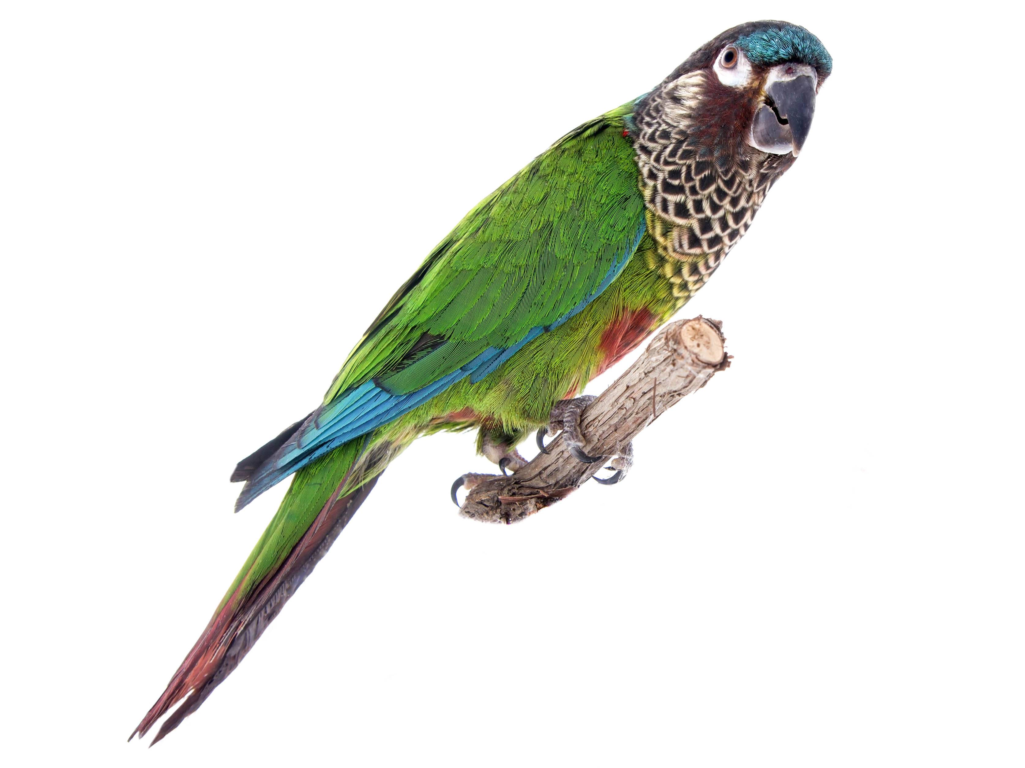 A photo of a Painted Parakeet (Pyrrhura picta)