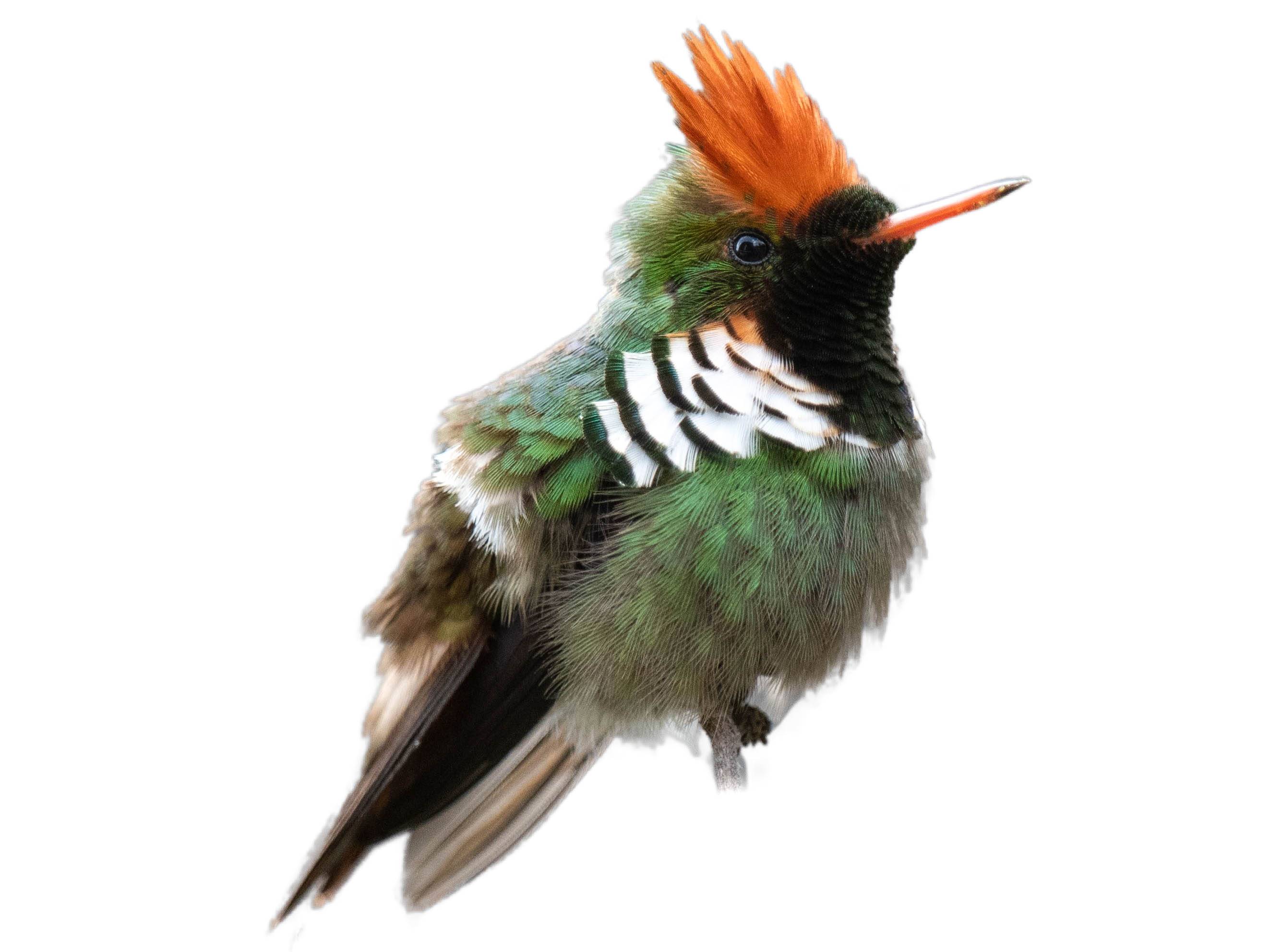 A photo of a Frilled Coquette (Lophornis magnificus), male