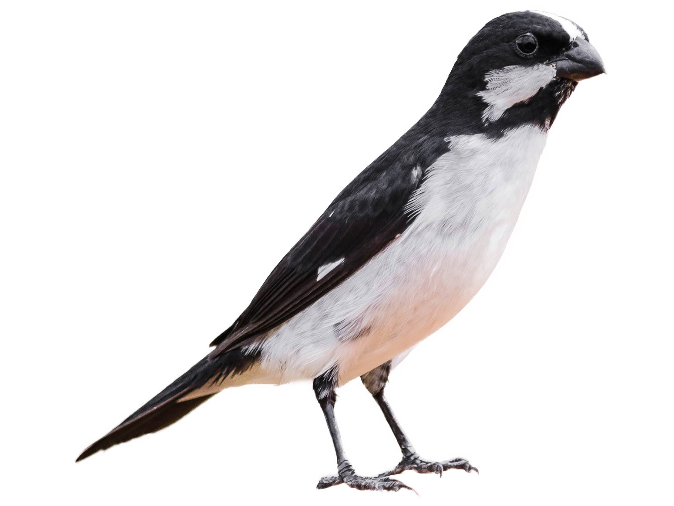 A photo of a Lined Seedeater (Sporophila lineola), male