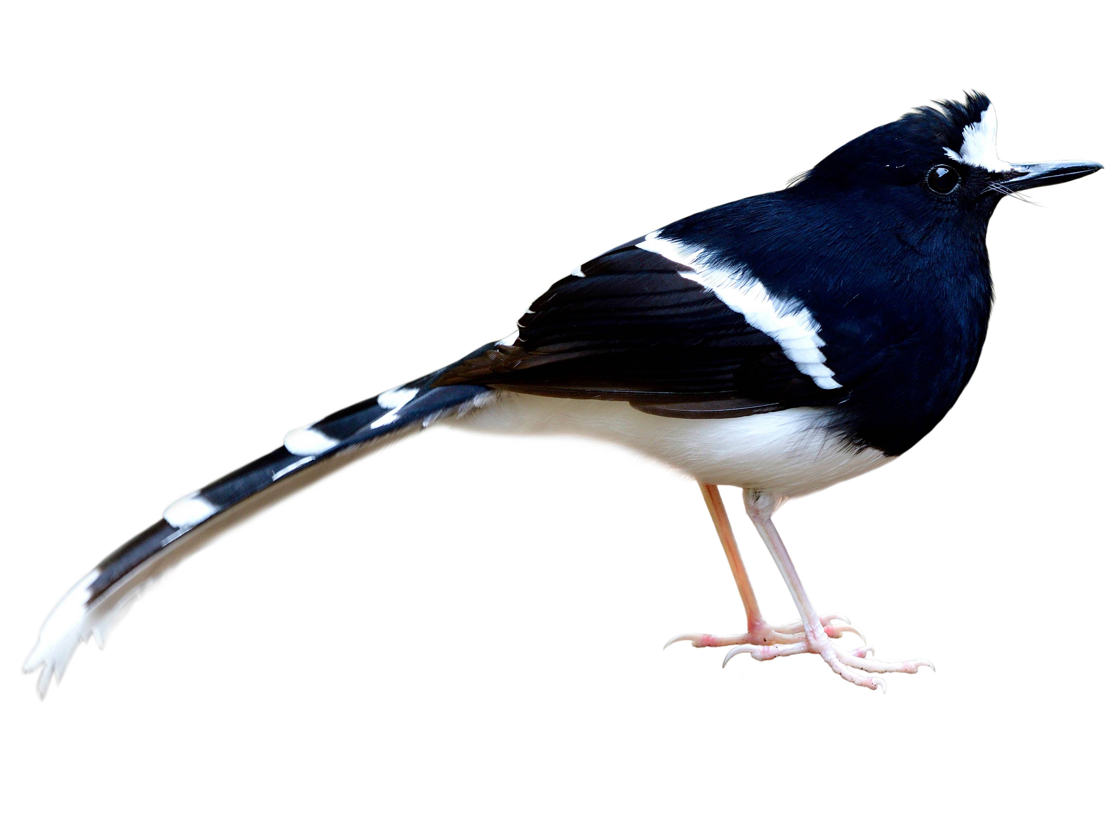 A photo of a White-crowned Forktail (Enicurus leschenaulti)