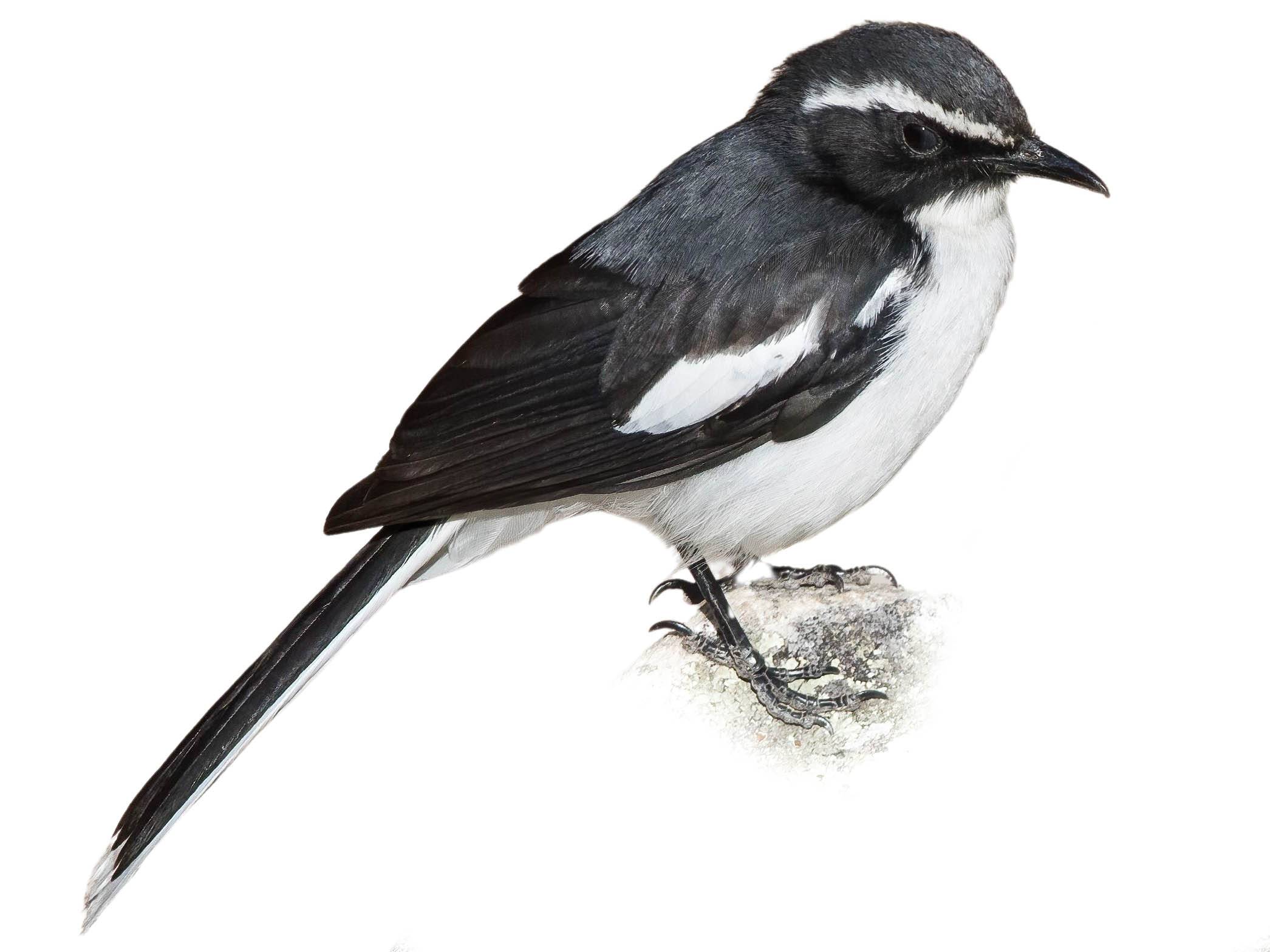 A photo of a Angolan Cave Chat (Xenocopsychus ansorgei)