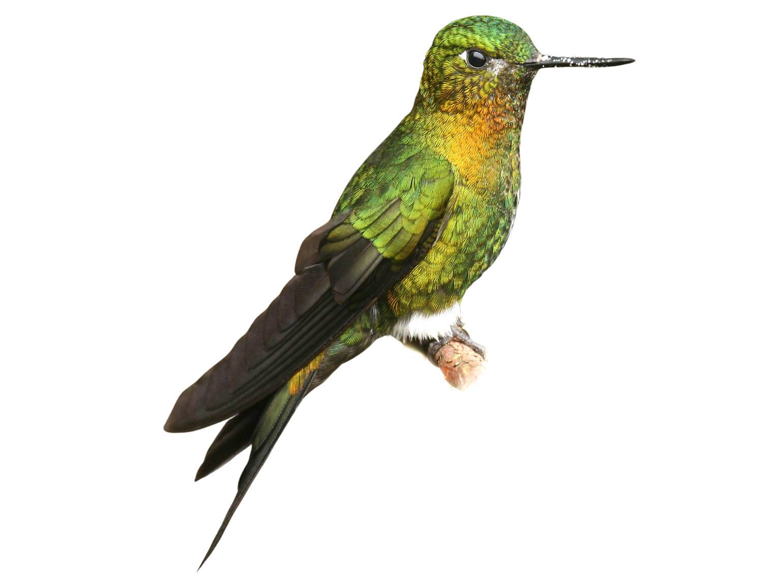 A photo of a Golden-breasted Puffleg (Eriocnemis mosquera)