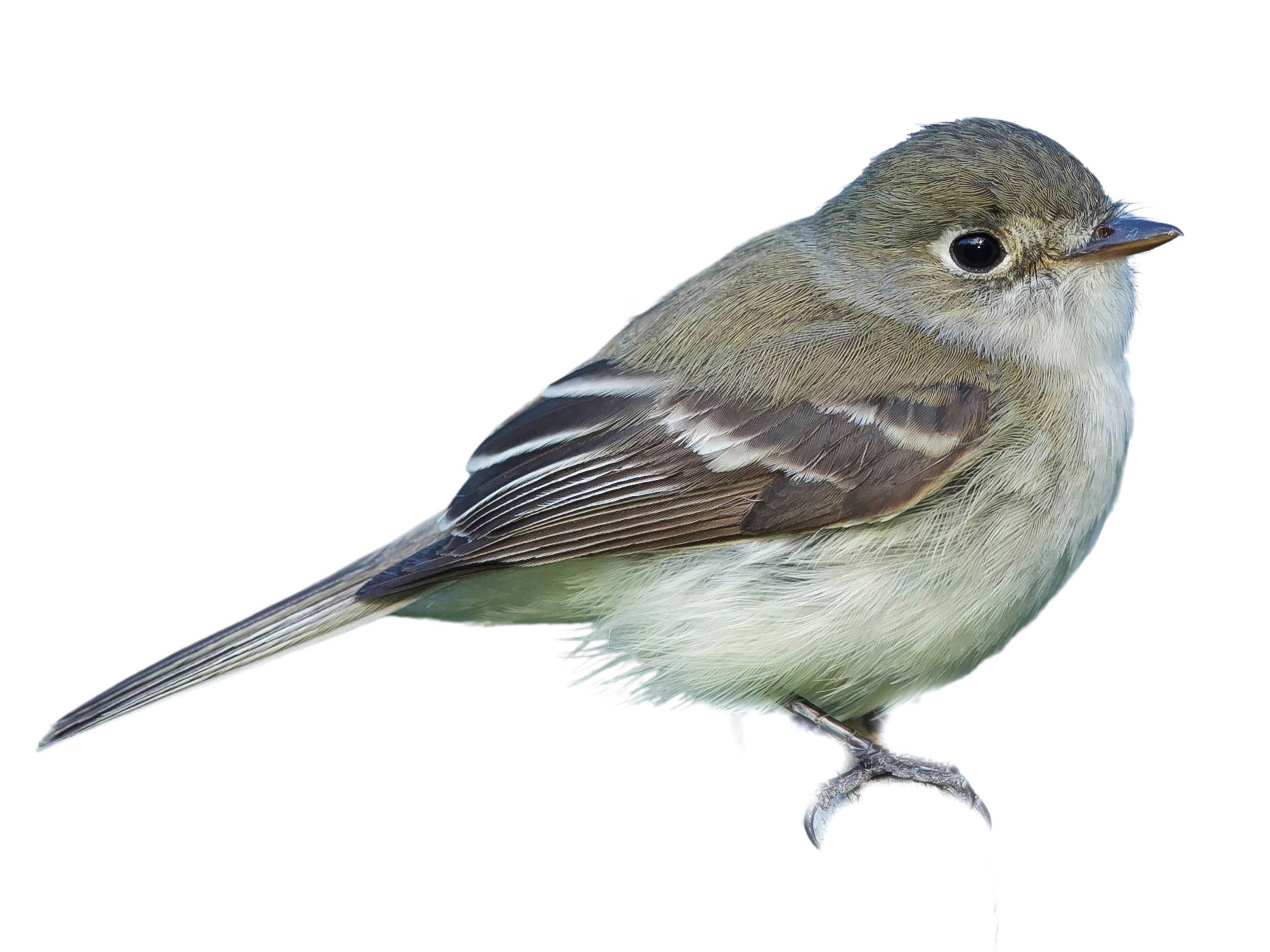 A photo of a Least Flycatcher (Empidonax minimus)