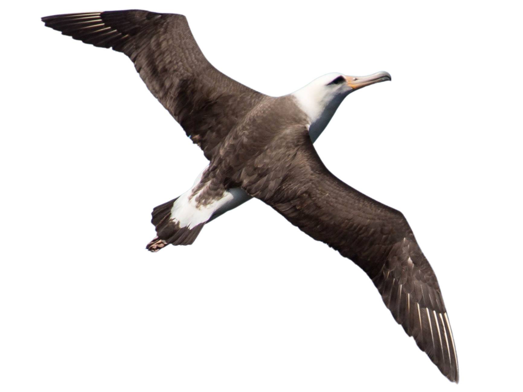 A photo of a Laysan Albatross (Phoebastria immutabilis)