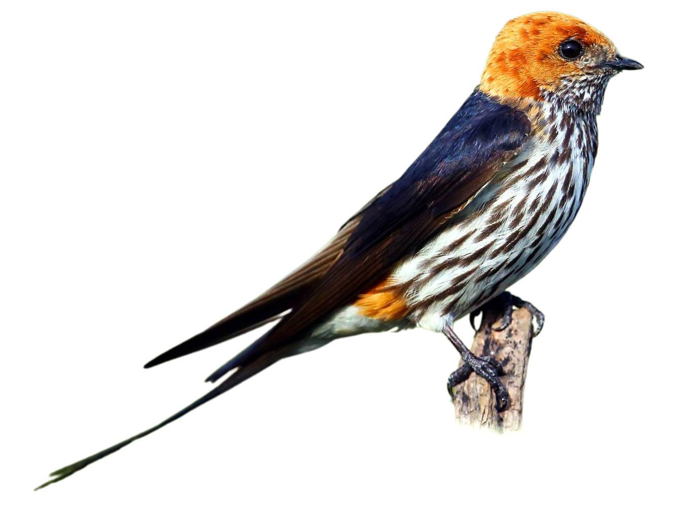 A photo of a Lesser Striped Swallow (Cecropis abyssinica)
