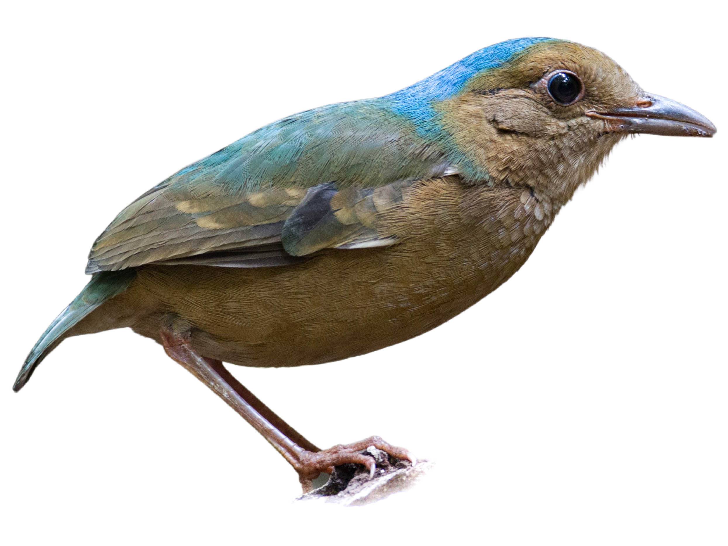 A photo of a Blue-naped Pitta (Hydrornis nipalensis), male