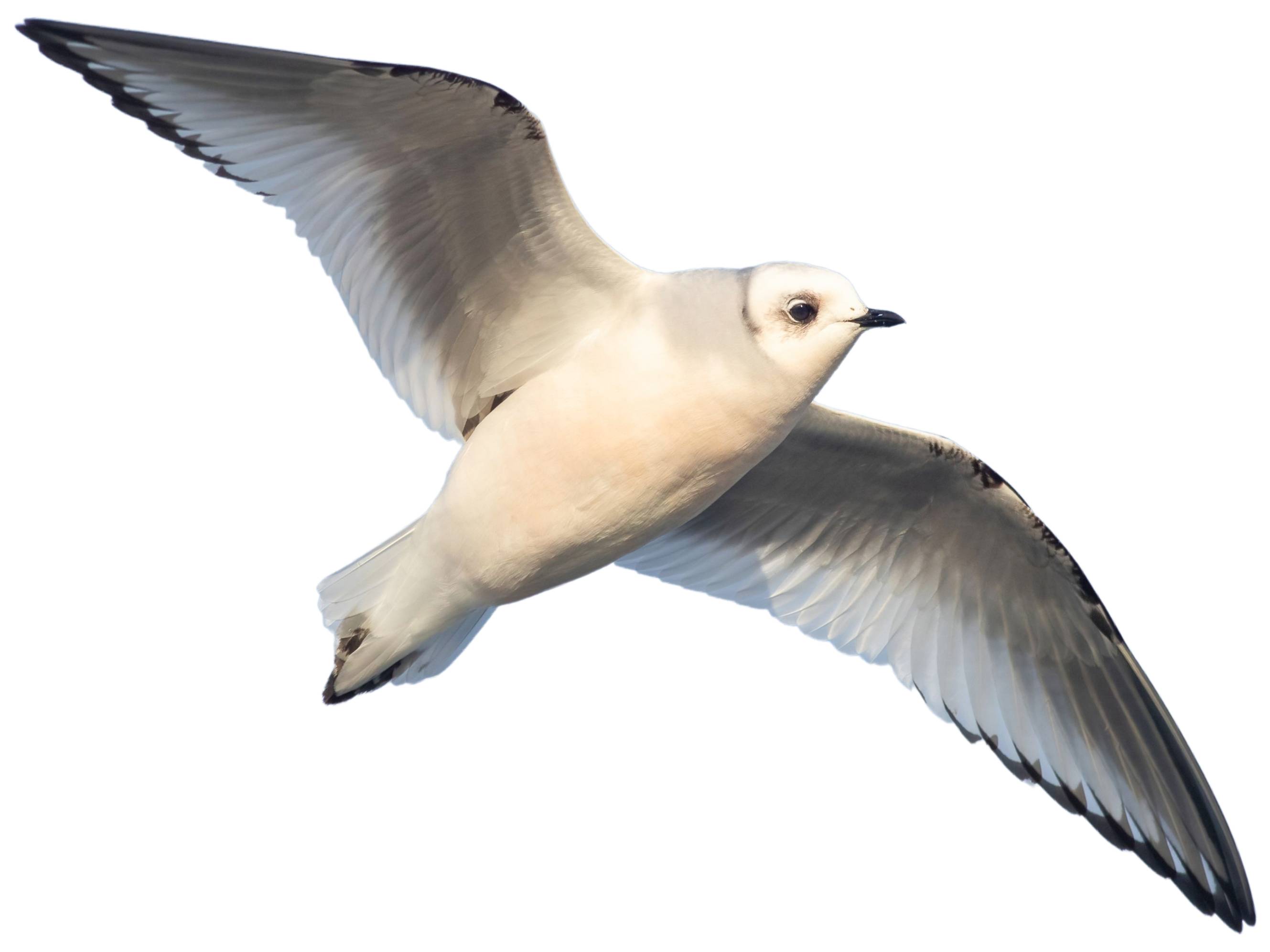 A photo of a Ross's Gull (Rhodostethia rosea)