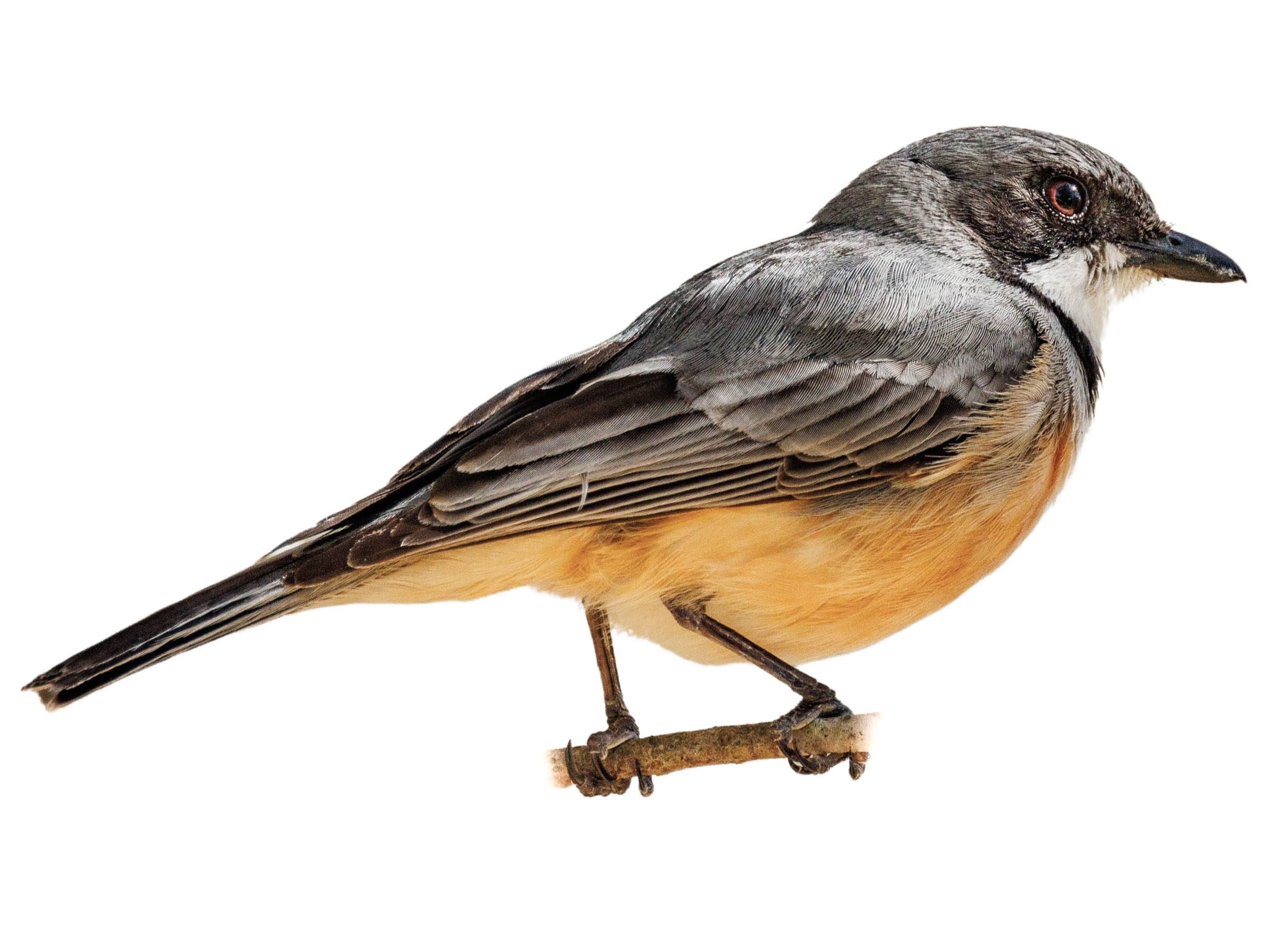 A photo of a Rufous Whistler (Pachycephala rufiventris), male