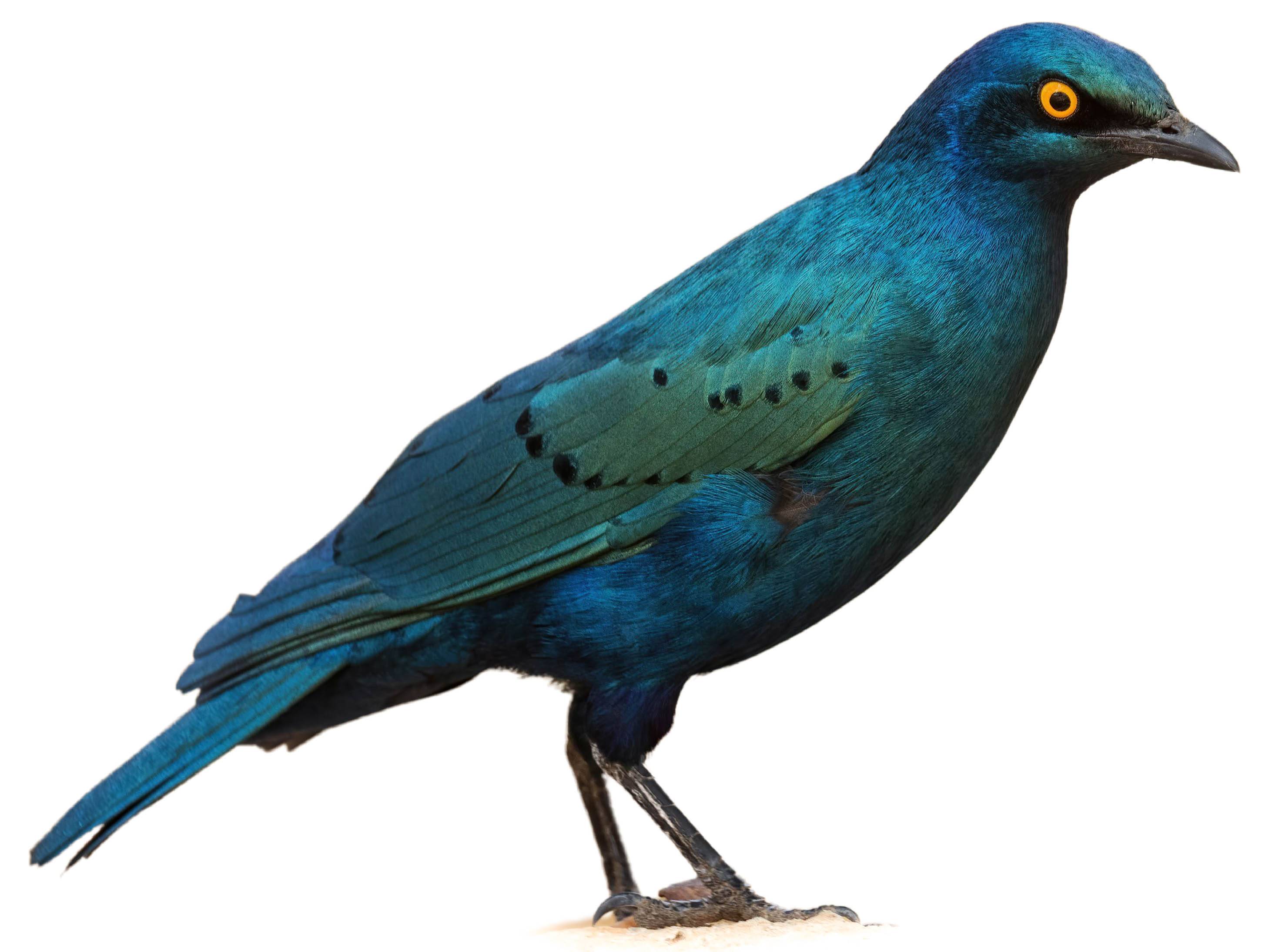 A photo of a Greater Blue-eared Starling (Lamprotornis chalybaeus)