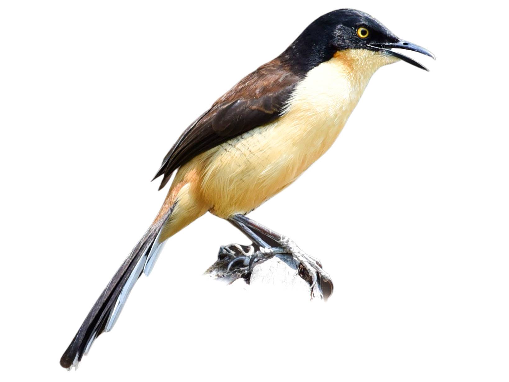 A photo of a Black-capped Donacobius (Donacobius atricapilla)