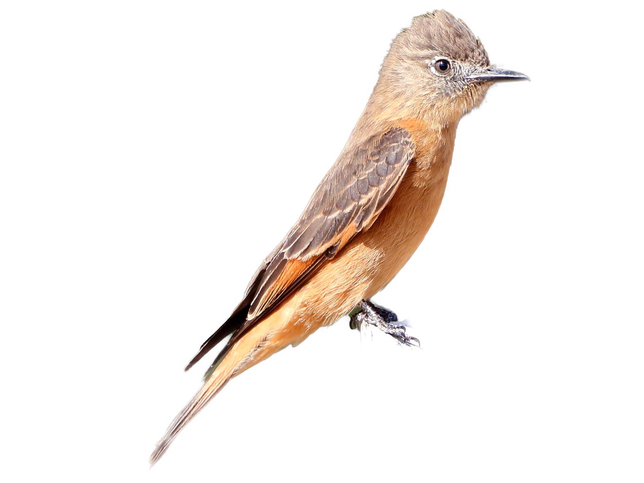 A photo of a Cliff Flycatcher (Hirundinea ferruginea)