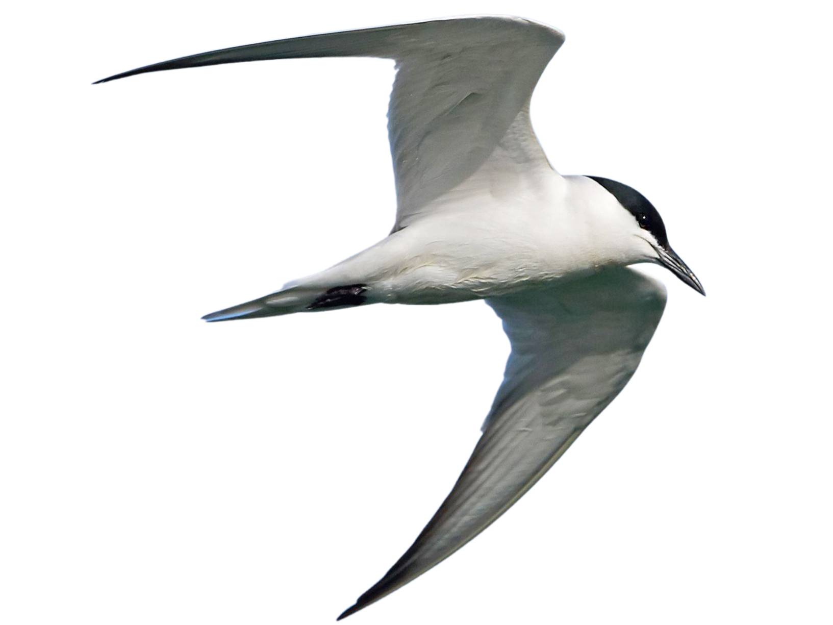 A photo of a Gull-billed Tern (Gelochelidon nilotica)