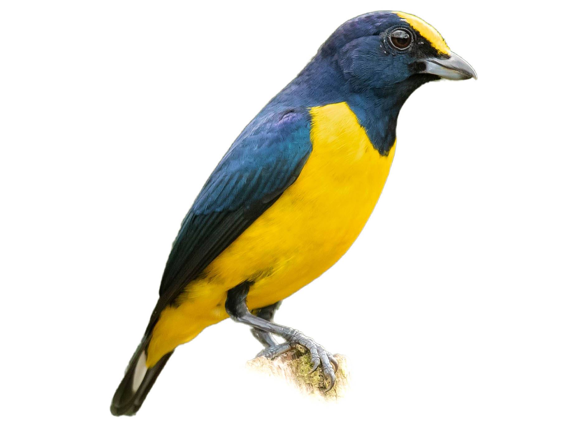 A photo of a Spot-crowned Euphonia (Euphonia imitans), male