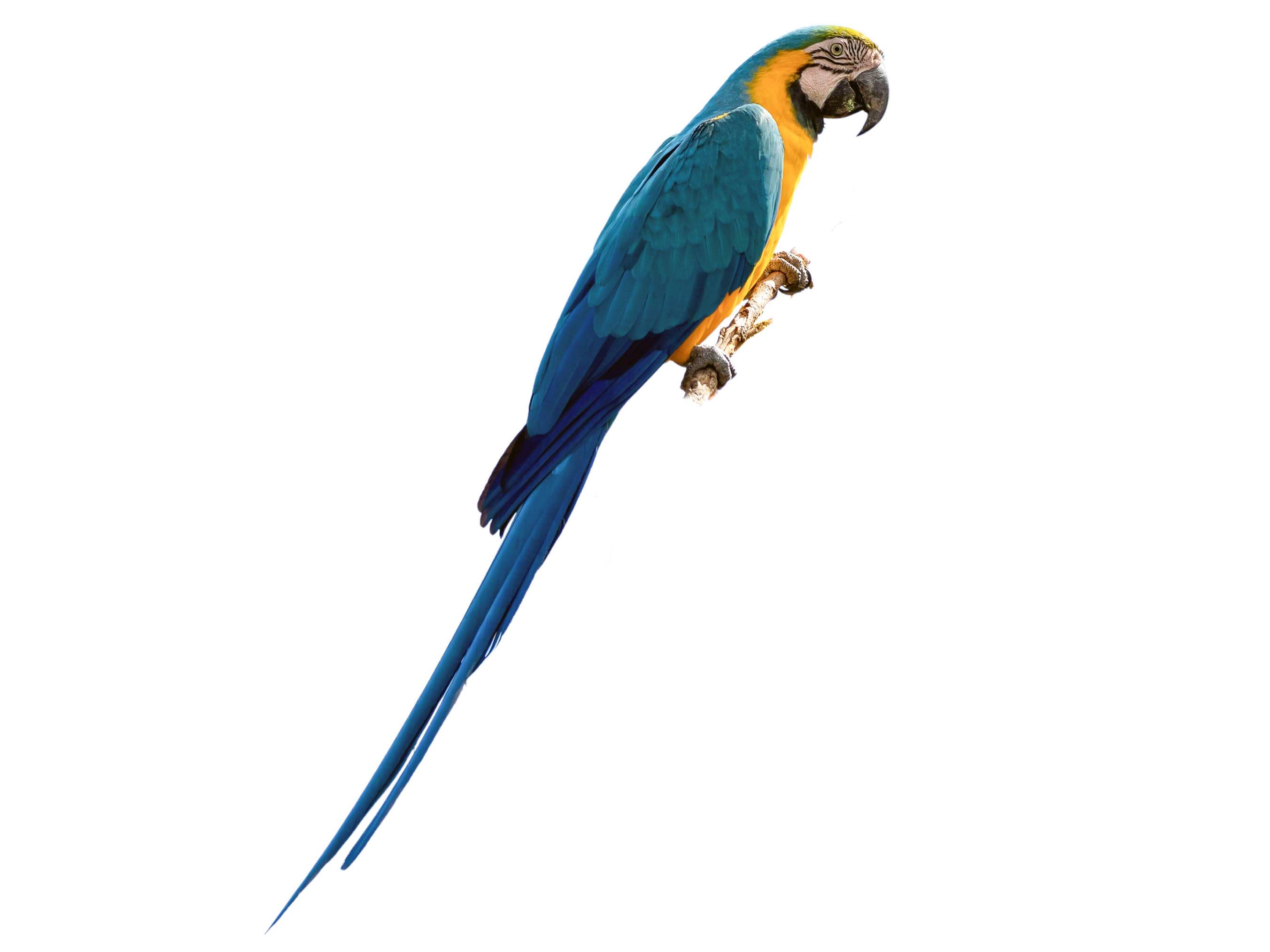 A photo of a Blue-and-yellow Macaw (Ara ararauna)