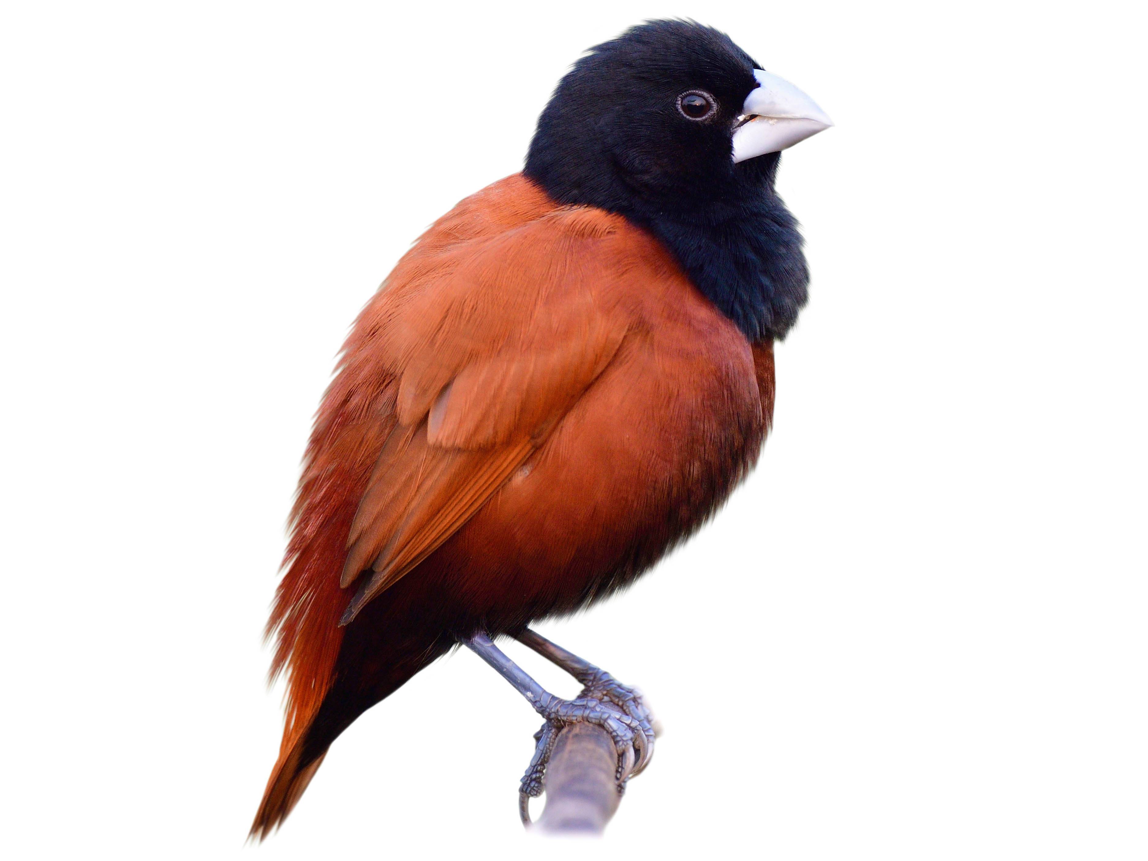 A photo of a Chestnut Munia (Lonchura atricapilla)