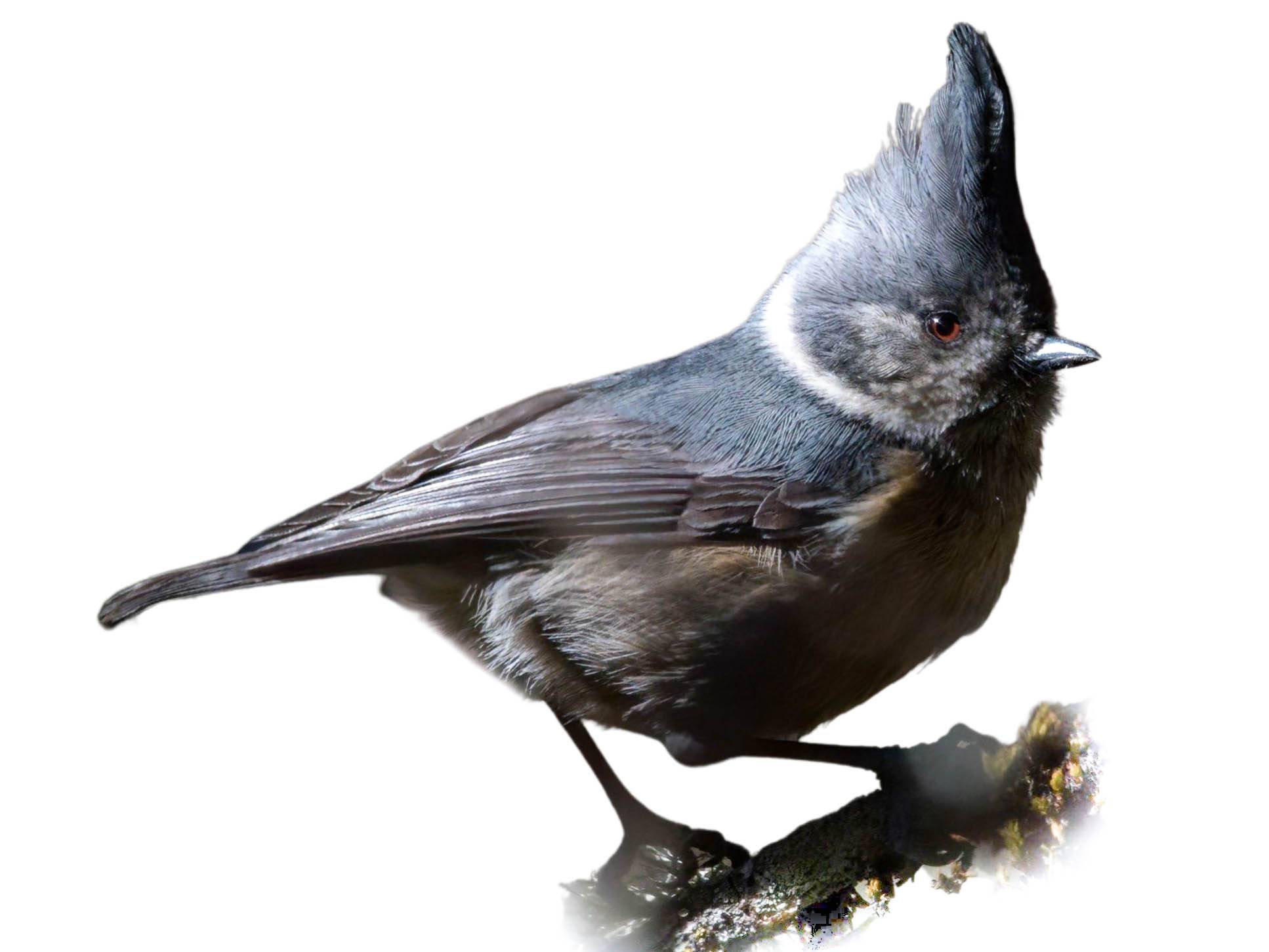 A photo of a Grey Crested Tit (Lophophanes dichrous)