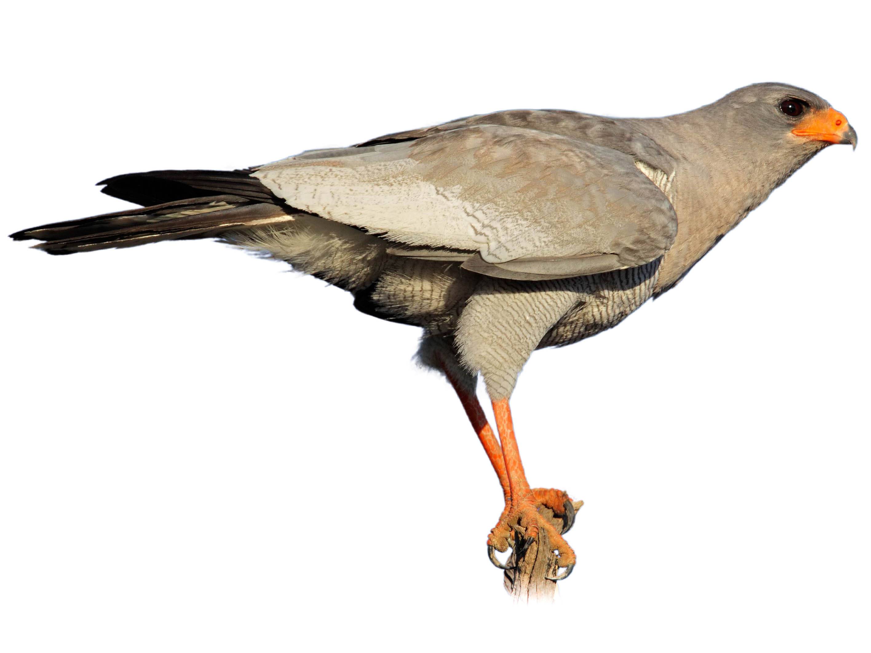 Pale Chanting Goshawk (Melierax canorus) identification - Birda