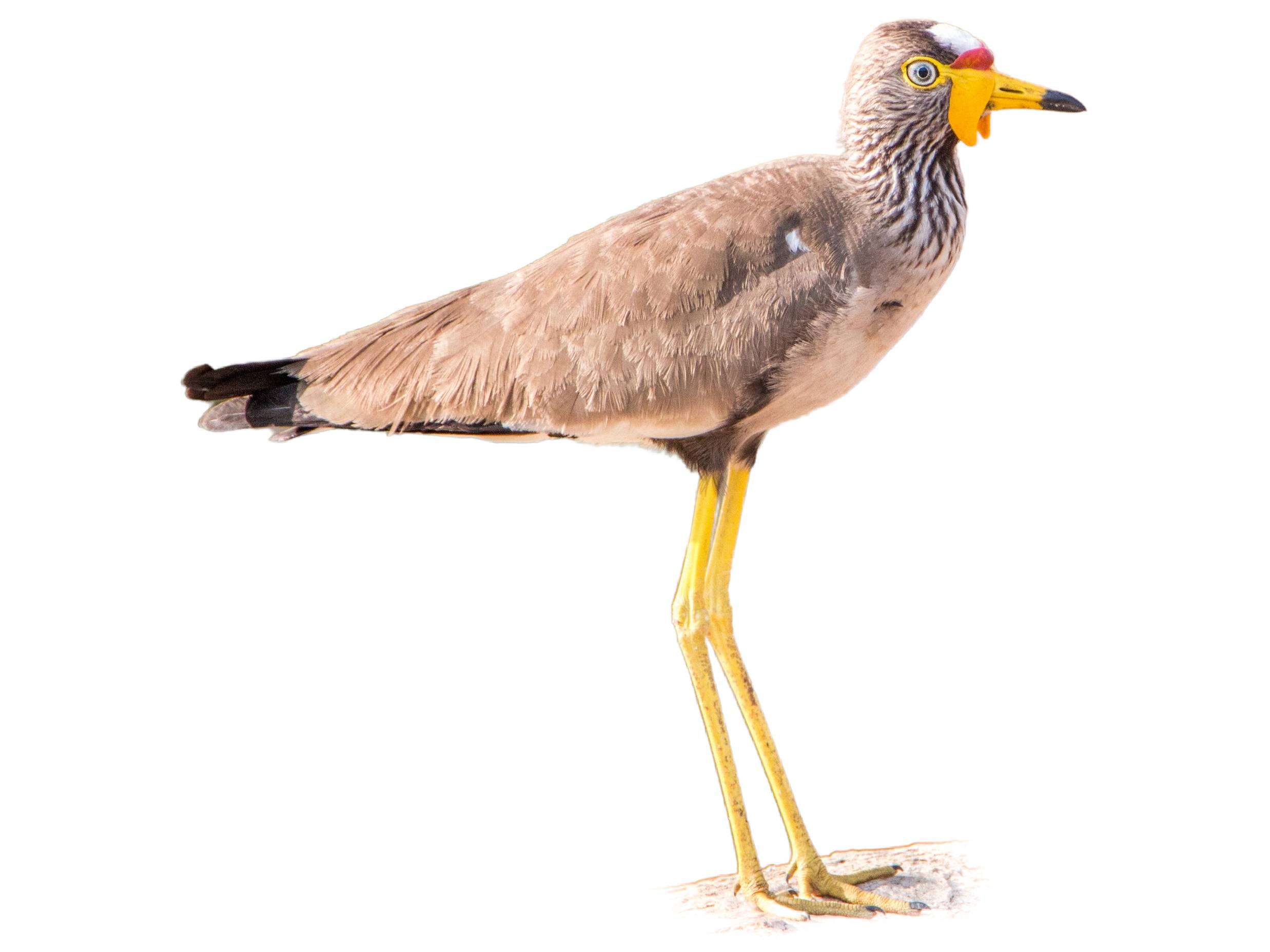 A photo of a African Wattled Lapwing (Vanellus senegallus)