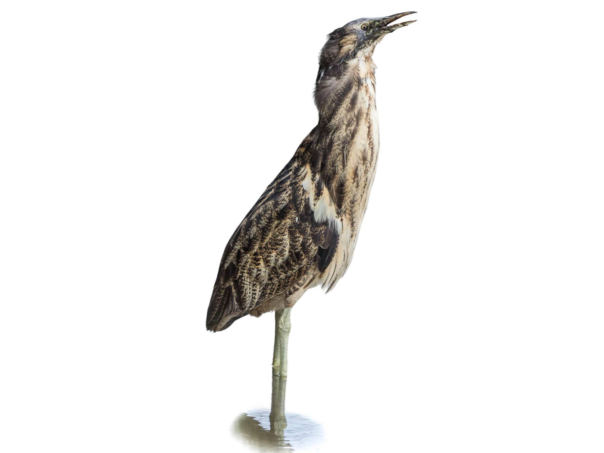 A photo of a Australasian Bittern (Botaurus poiciloptilus)