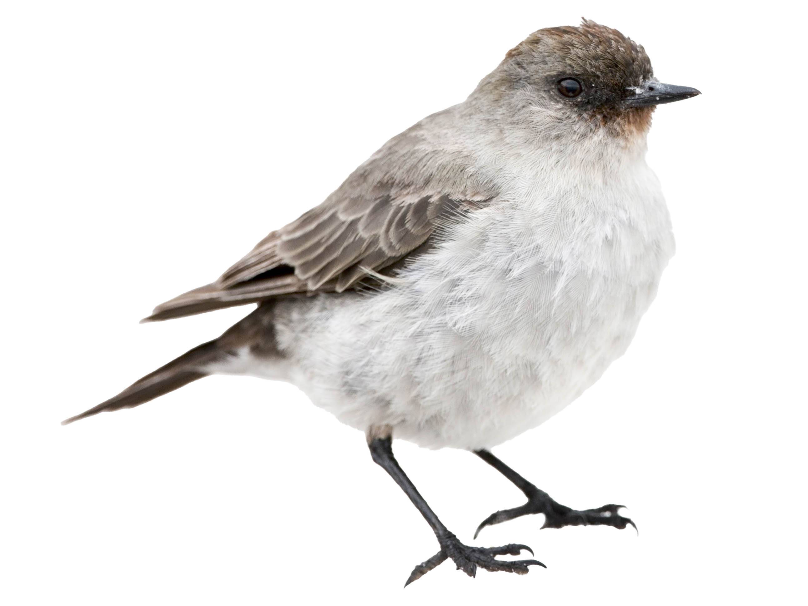 A photo of a Dark-faced Ground Tyrant (Muscisaxicola maclovianus)