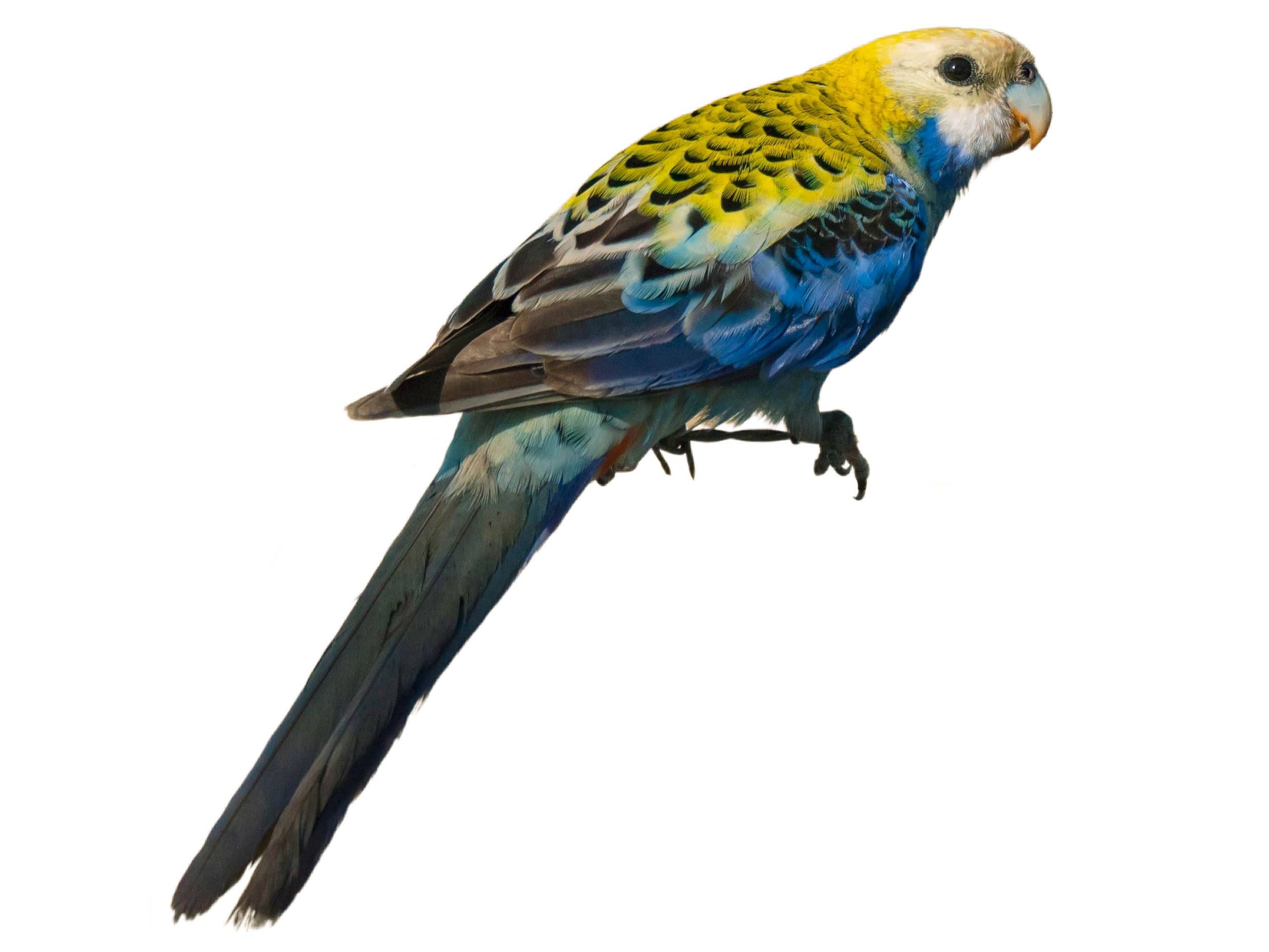 A photo of a Pale-headed Rosella (Platycercus adscitus)