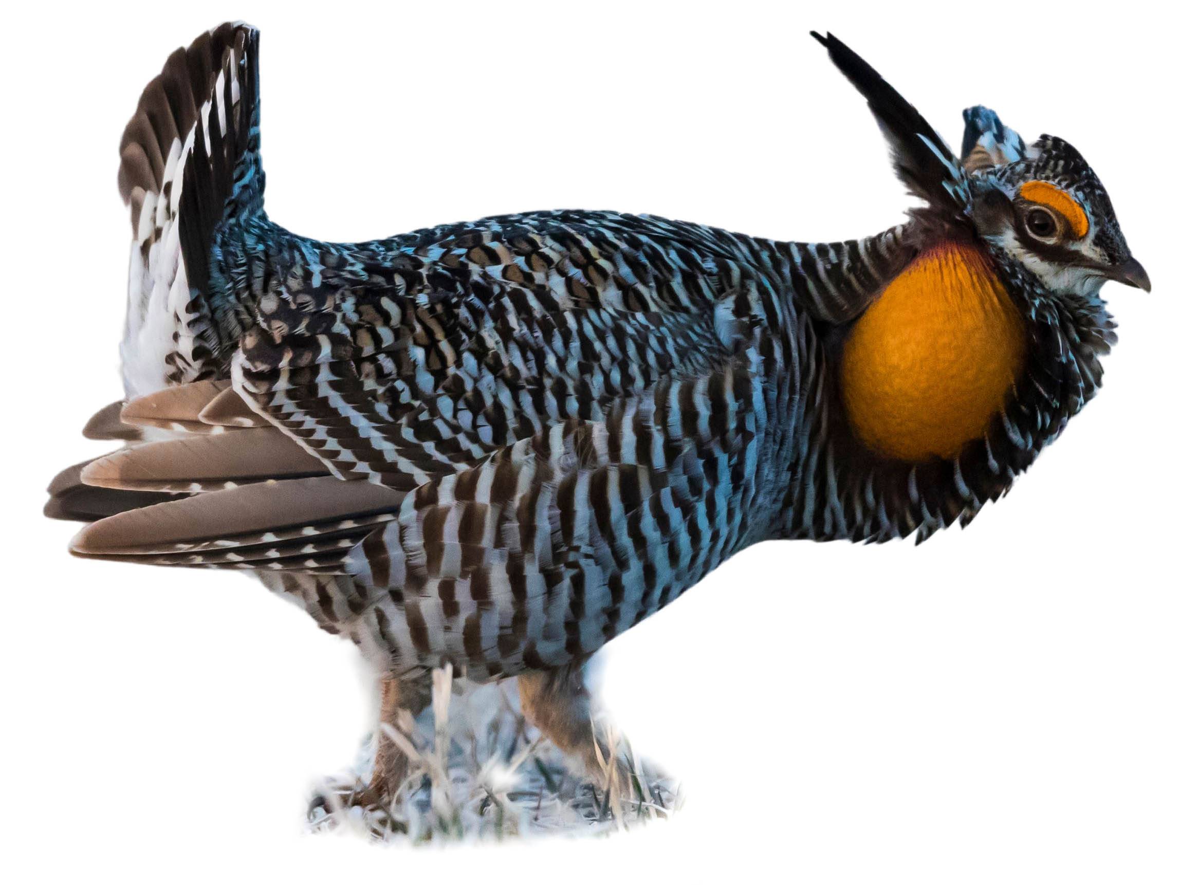 A photo of a Greater Prairie Chicken (Tympanuchus cupido), male