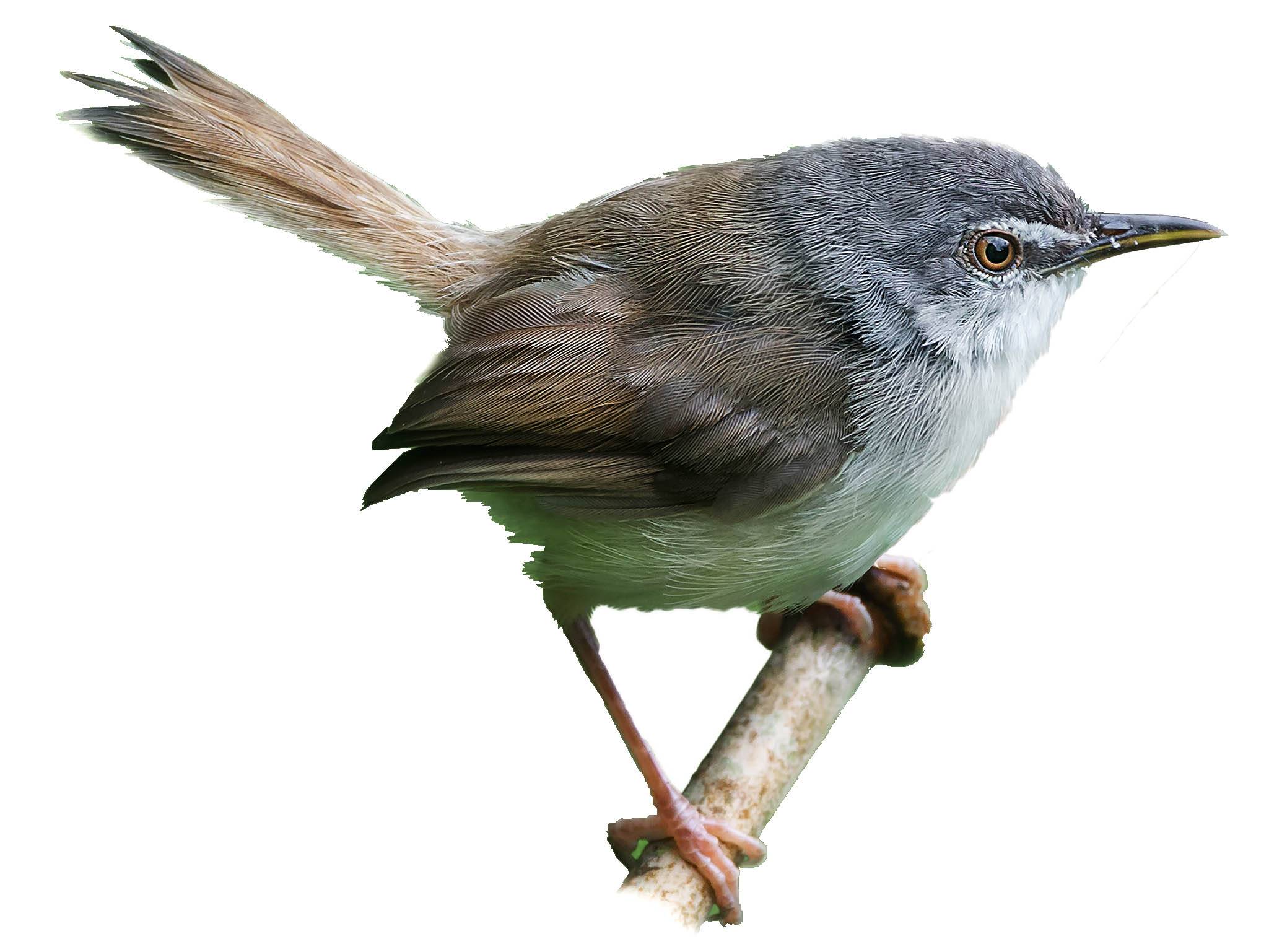 A photo of a Rufescent Prinia (Prinia rufescens)