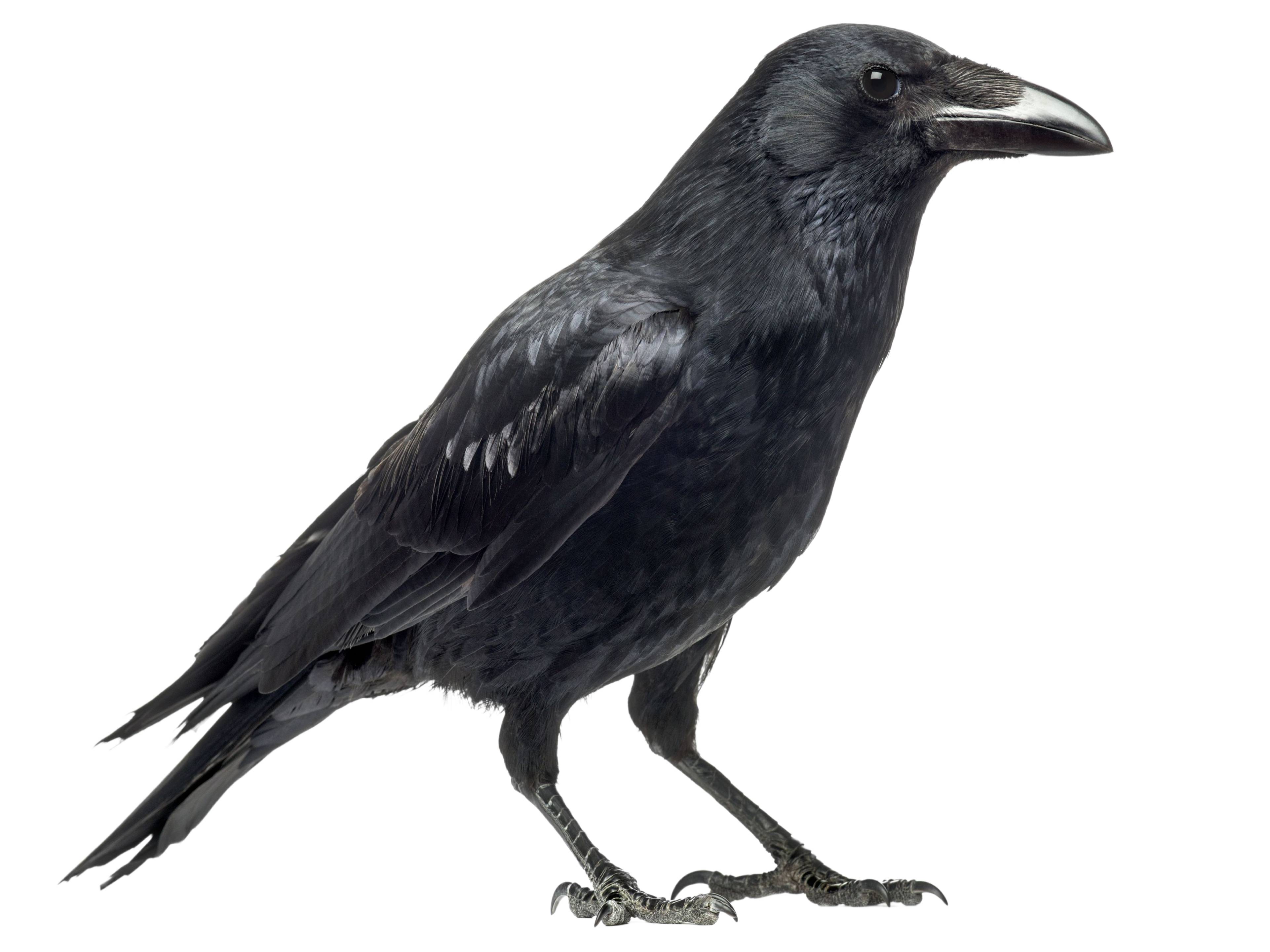 A photo of a Carrion Crow (Corvus corone)