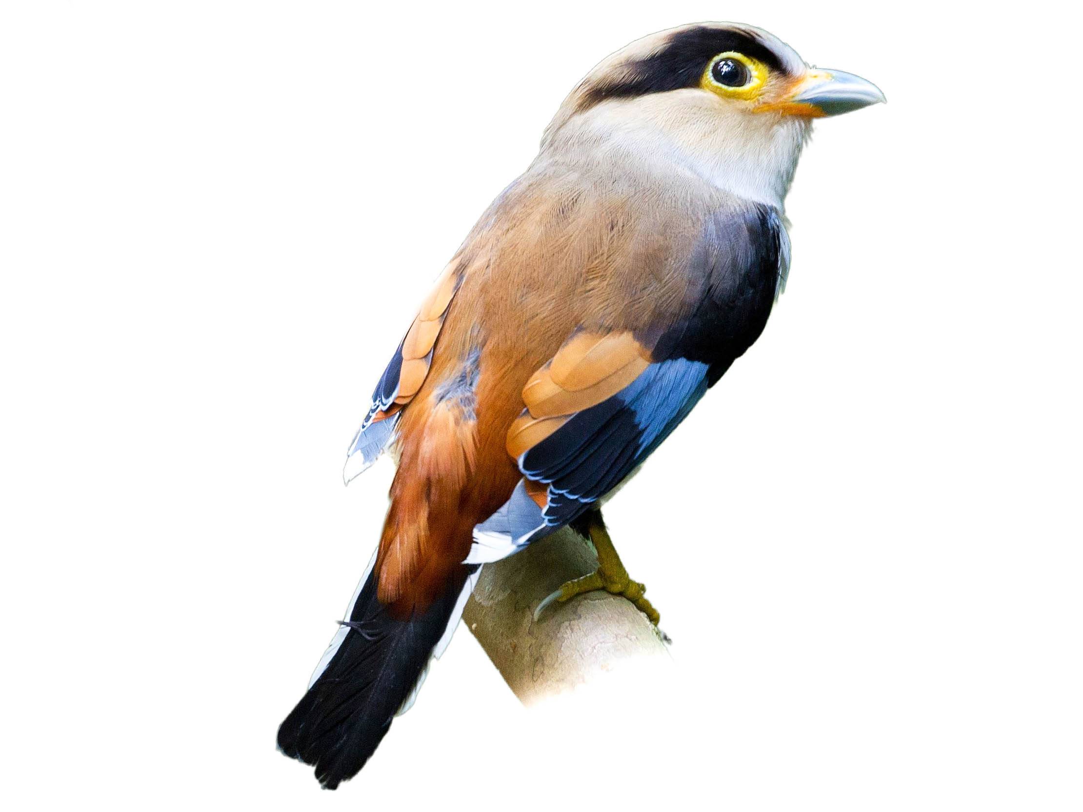 A photo of a Silver-breasted Broadbill (Serilophus lunatus)