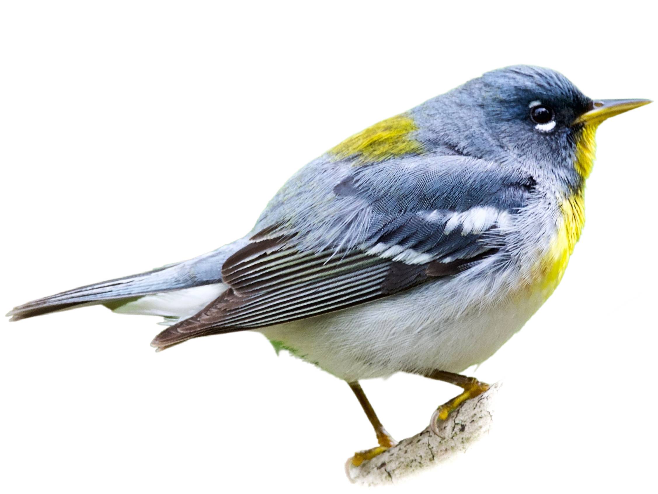 A photo of a Northern Parula (Setophaga americana), male